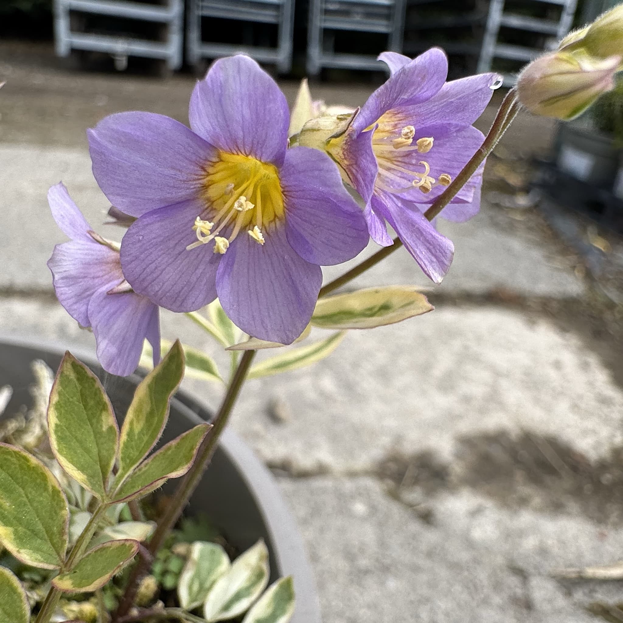 Polemonium 'Golden Feathers'