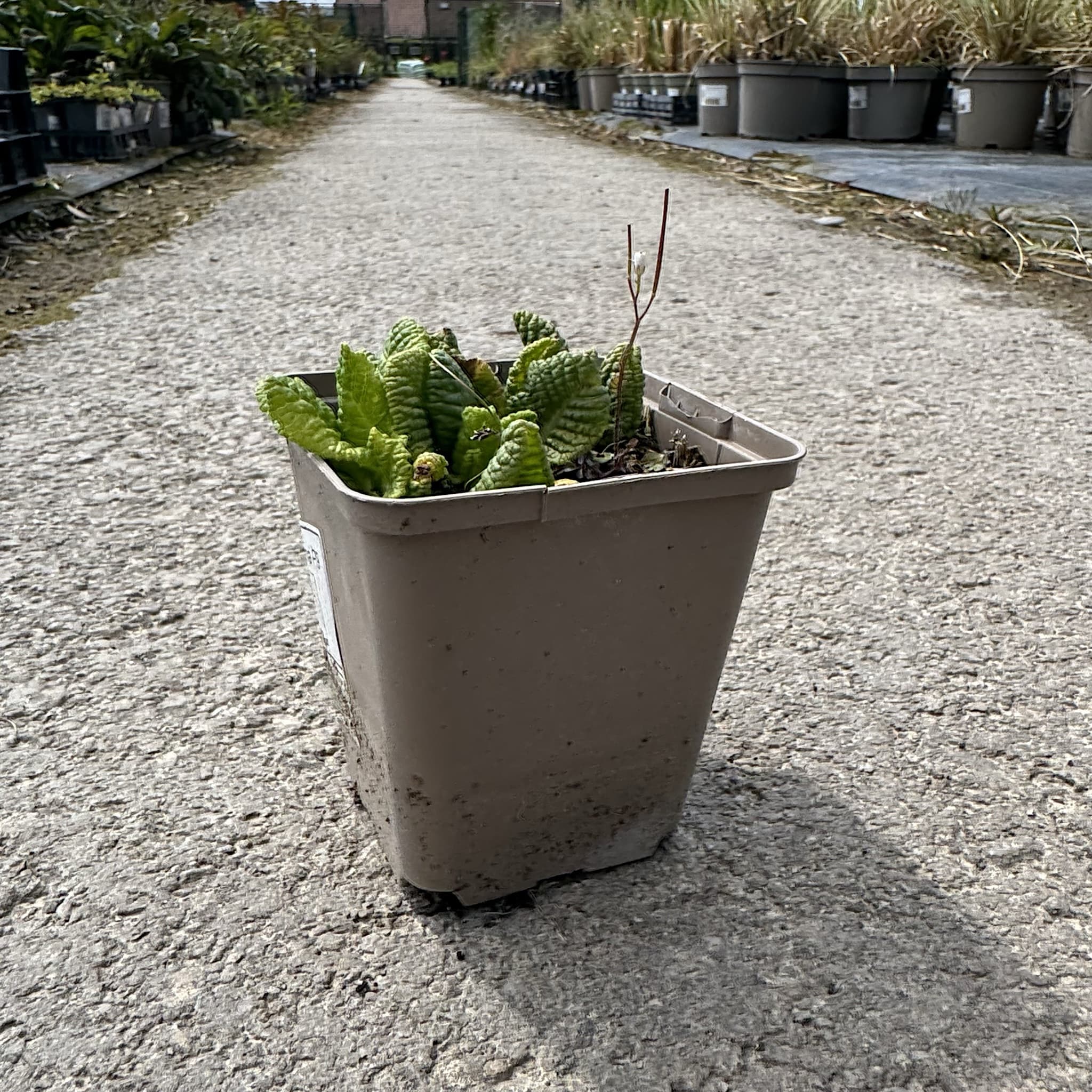 Primula x bulleesiana