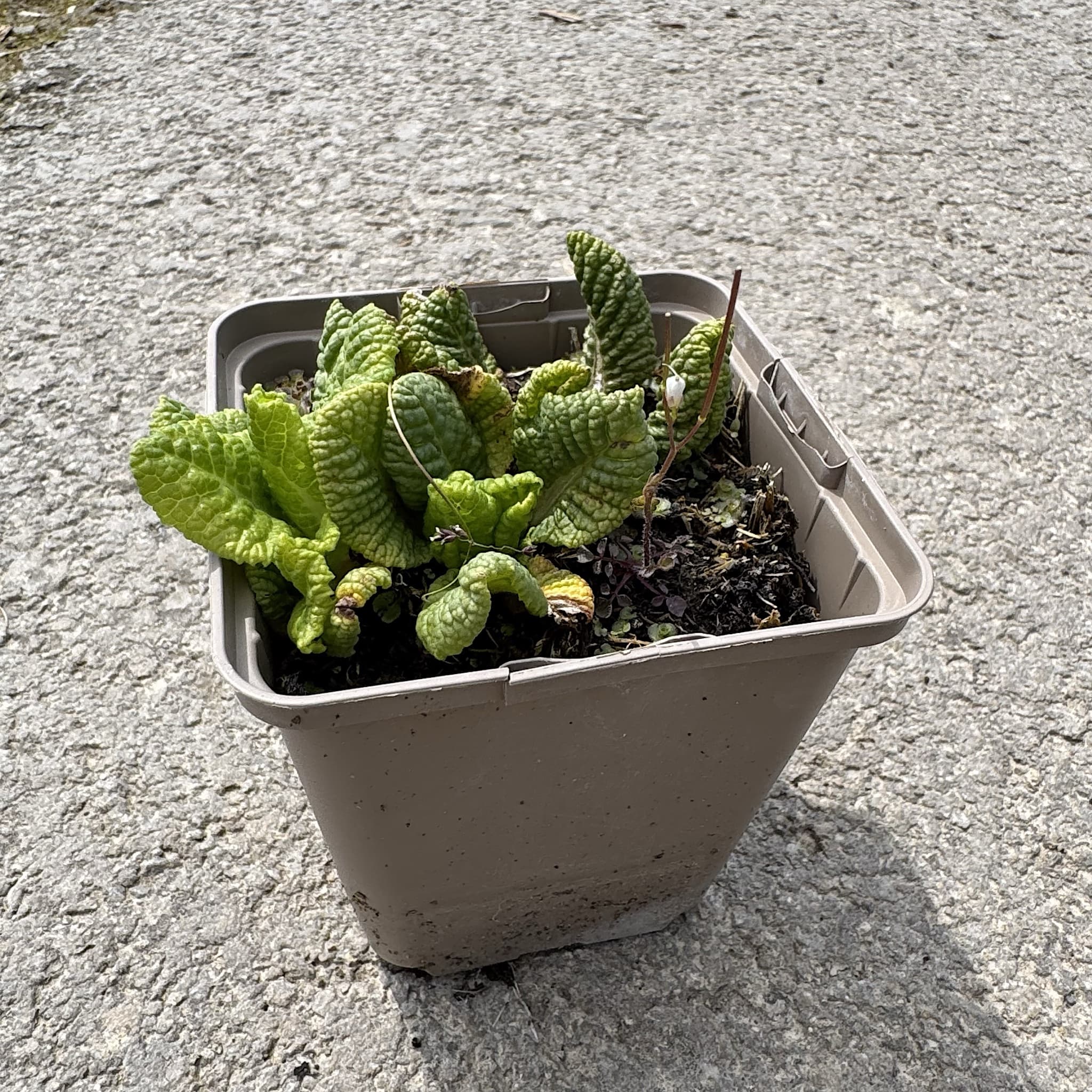 Primula x bulleesiana
