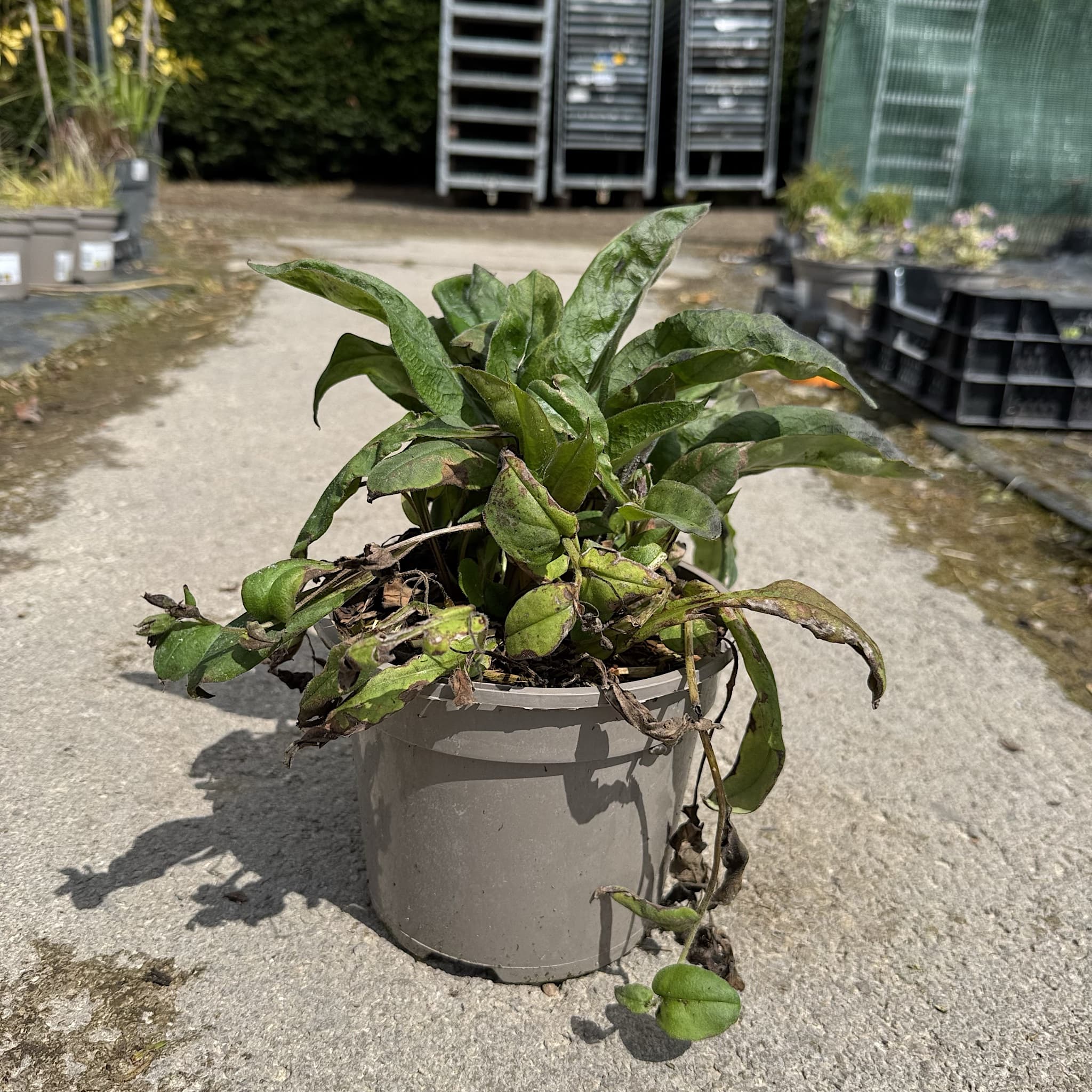 Pulmonaria 'Blue Ensign'