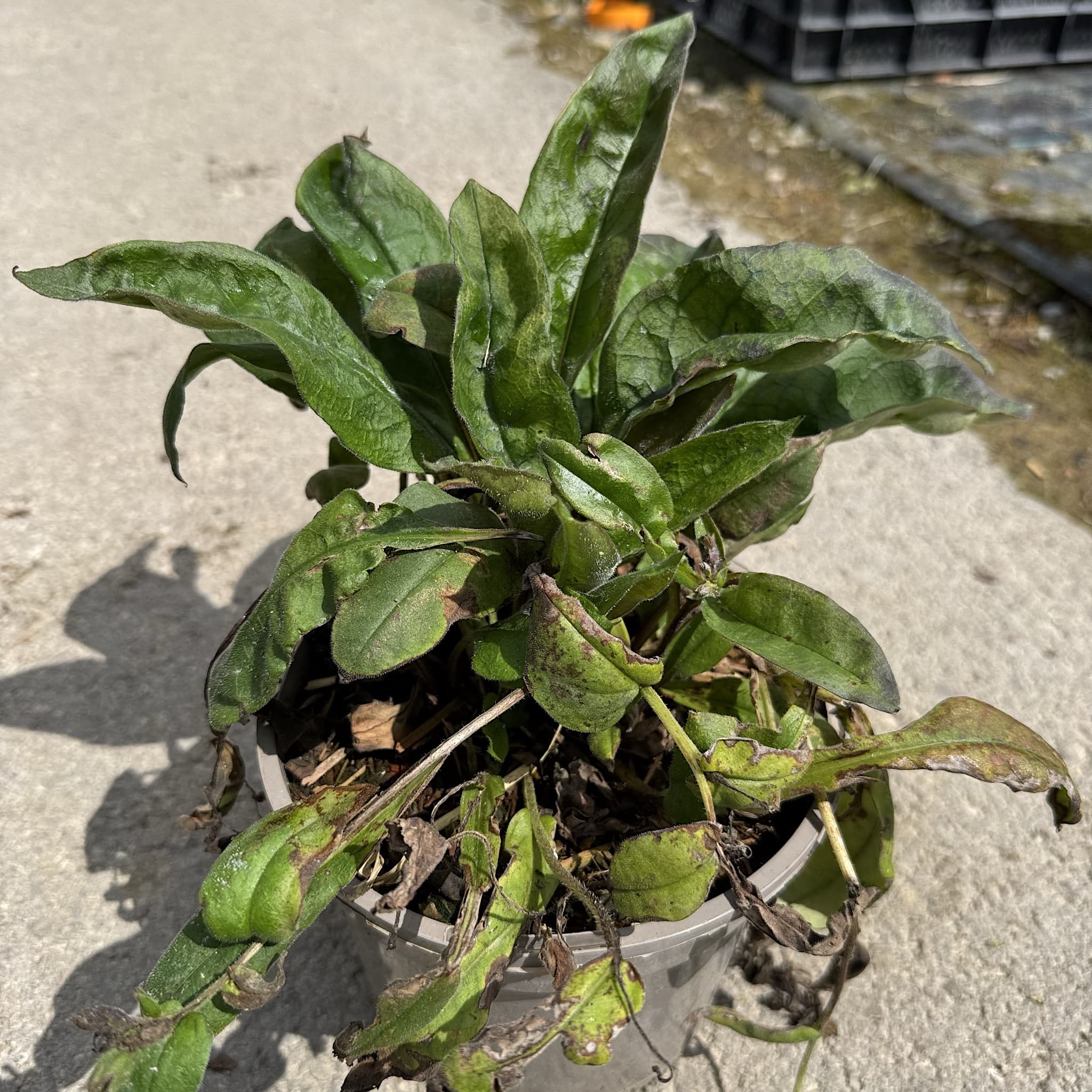 Pulmonaria 'Blue Ensign'