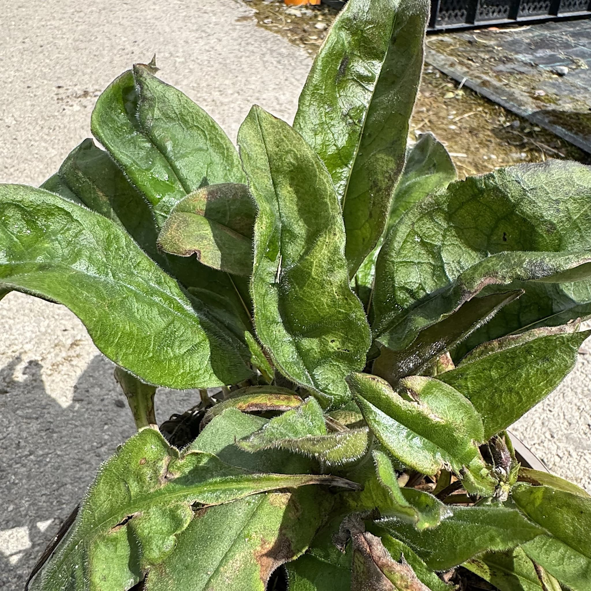 Pulmonaria 'Blue Ensign'