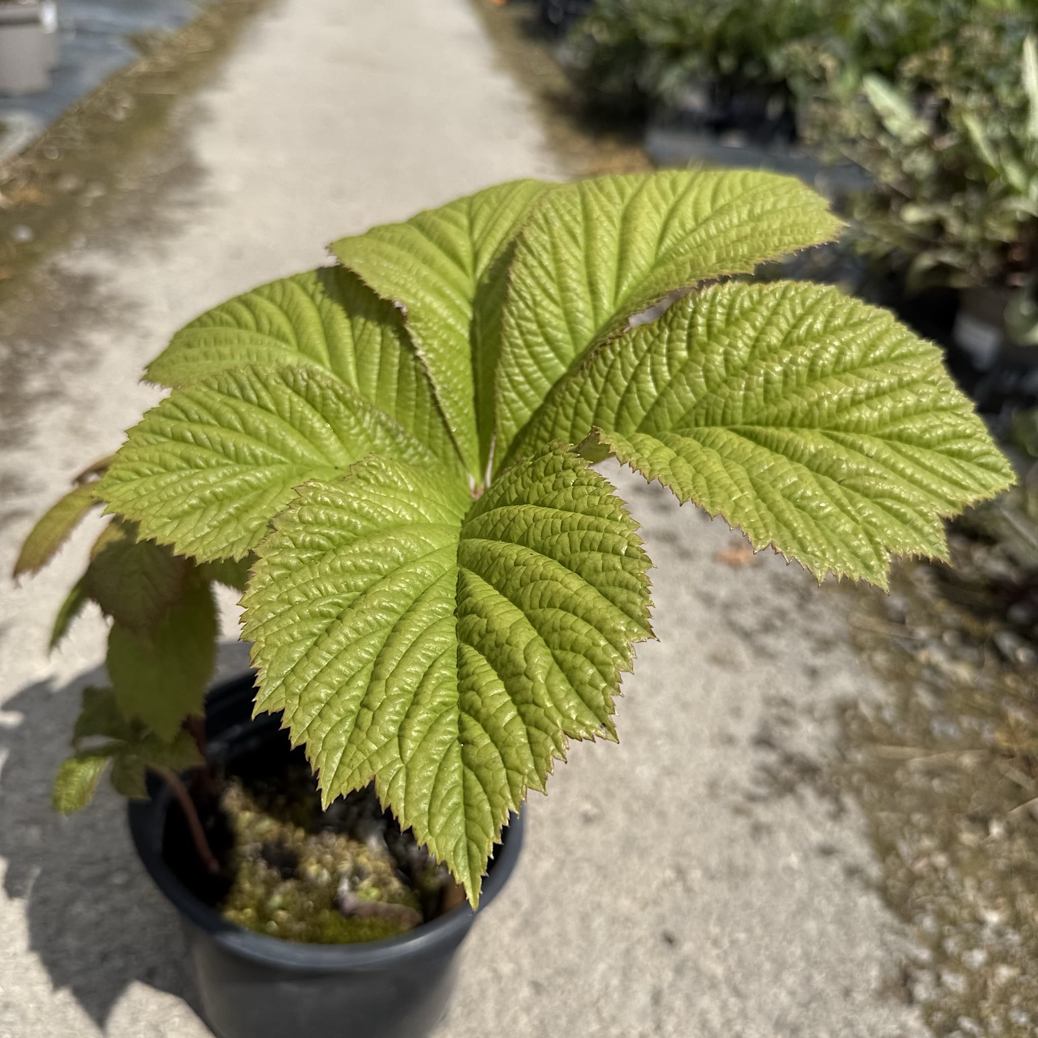 Rodgersia aesculifolia