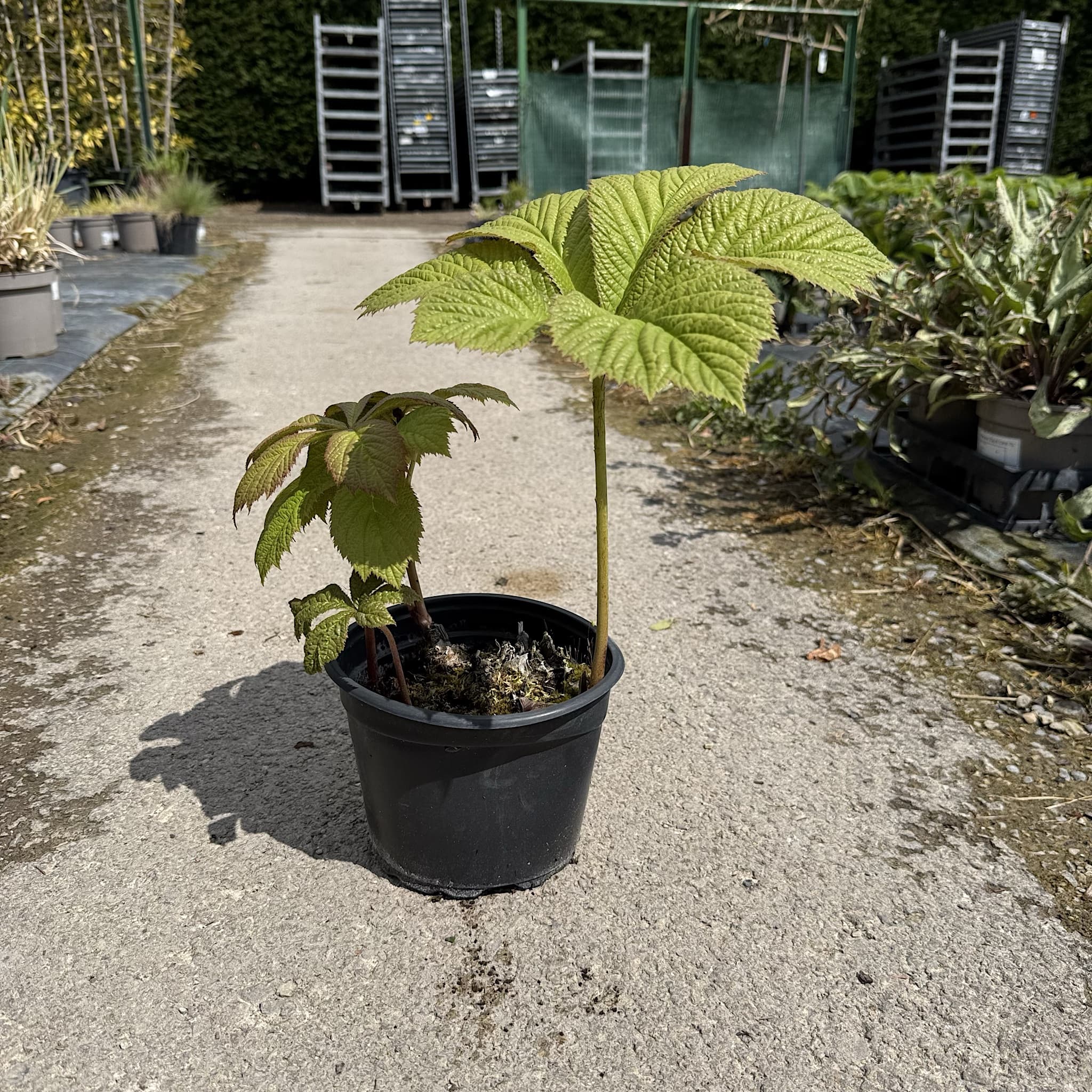 Rodgersia aesculifolia