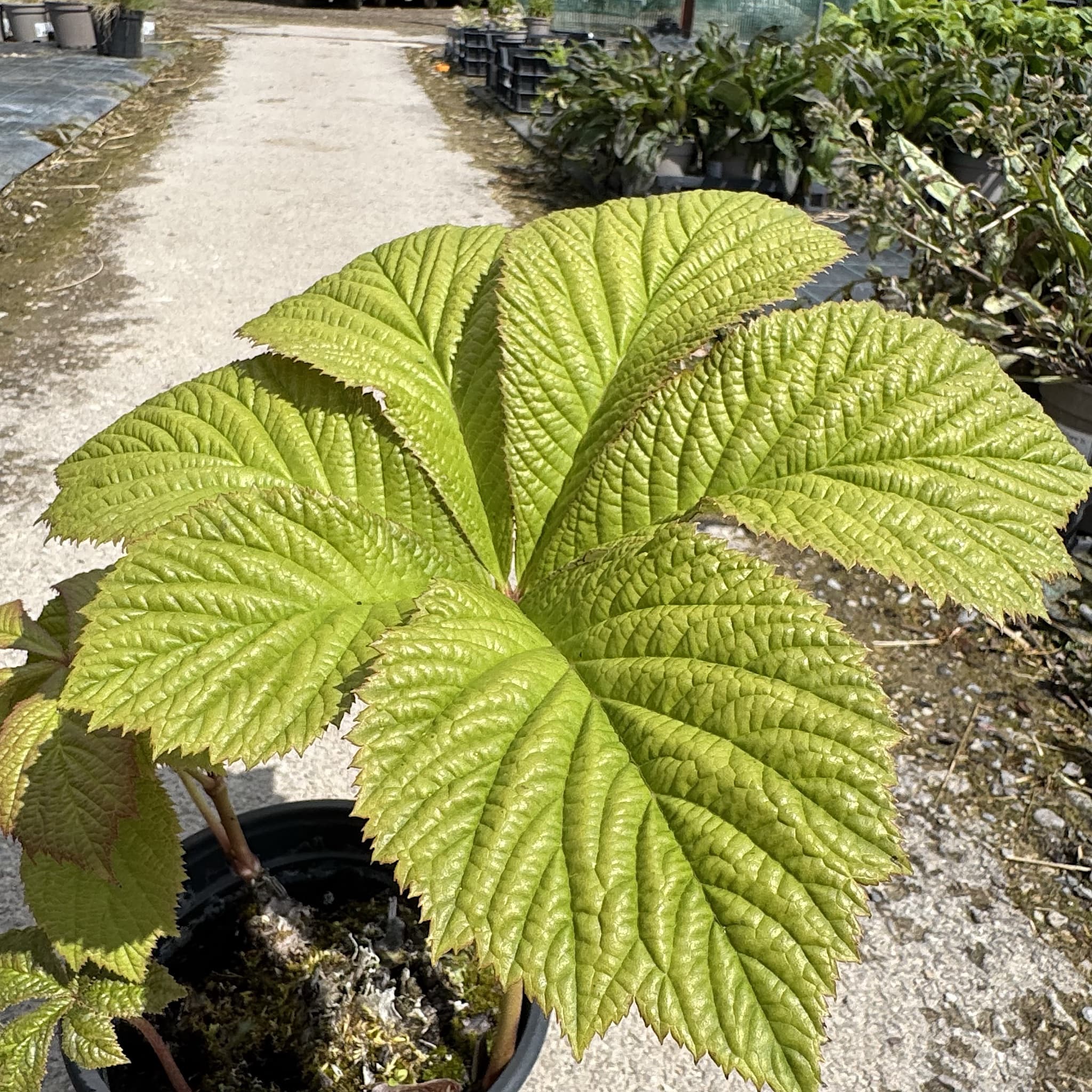 Rodgersia aesculifolia
