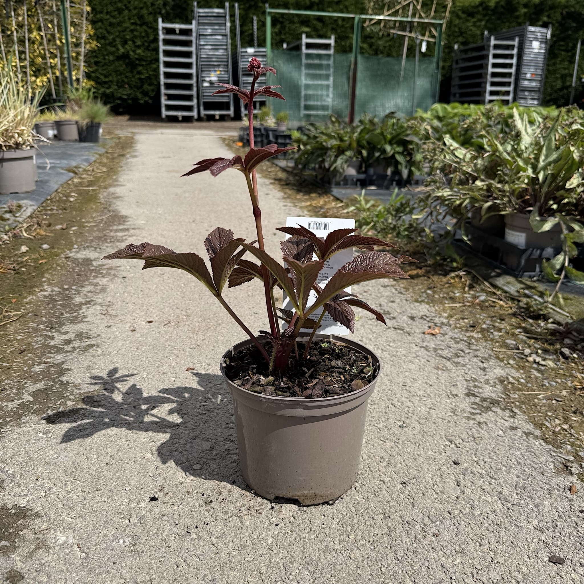 Rodgersia 'Bronze Peacock'