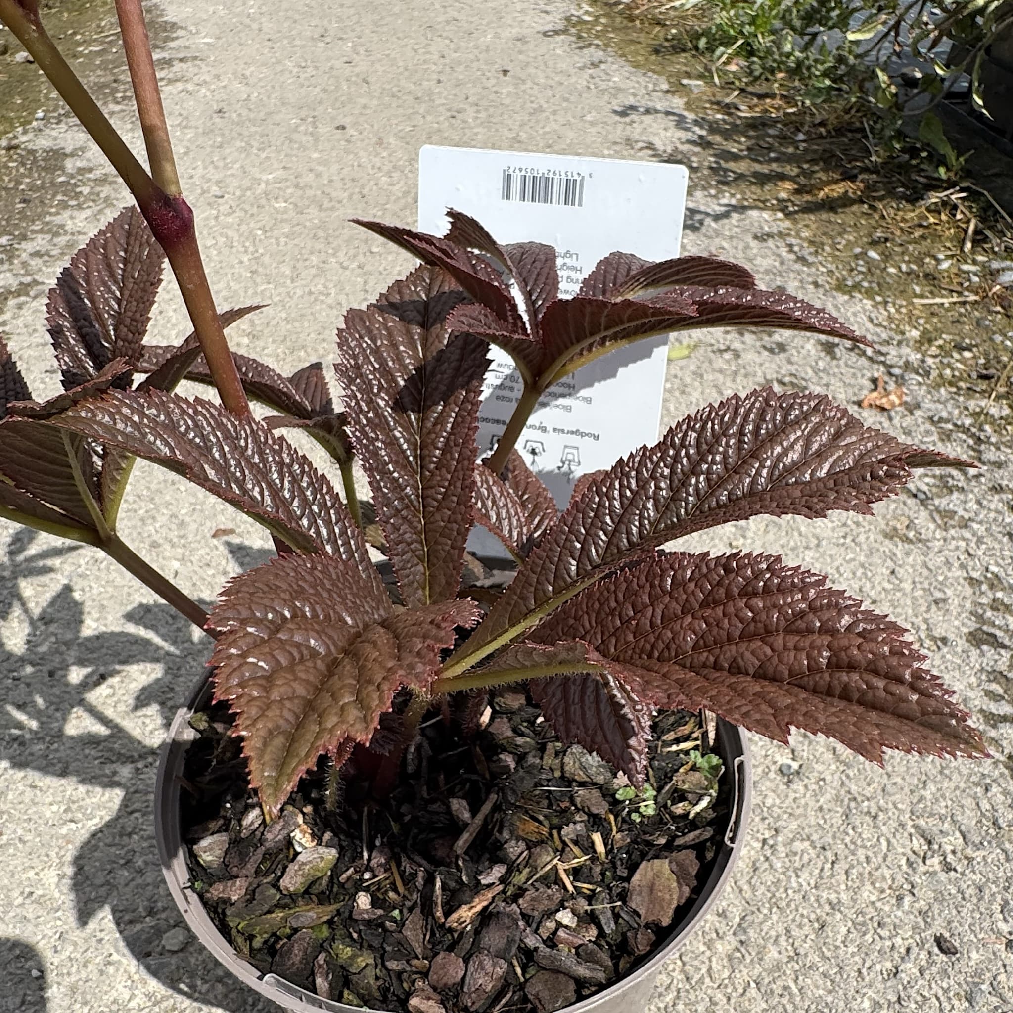 Rodgersia 'Bronze Peacock'