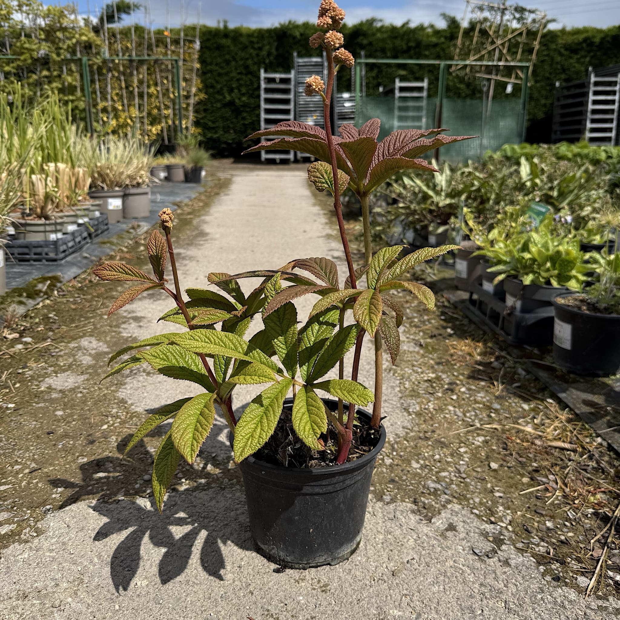 Rodgersia pinnata