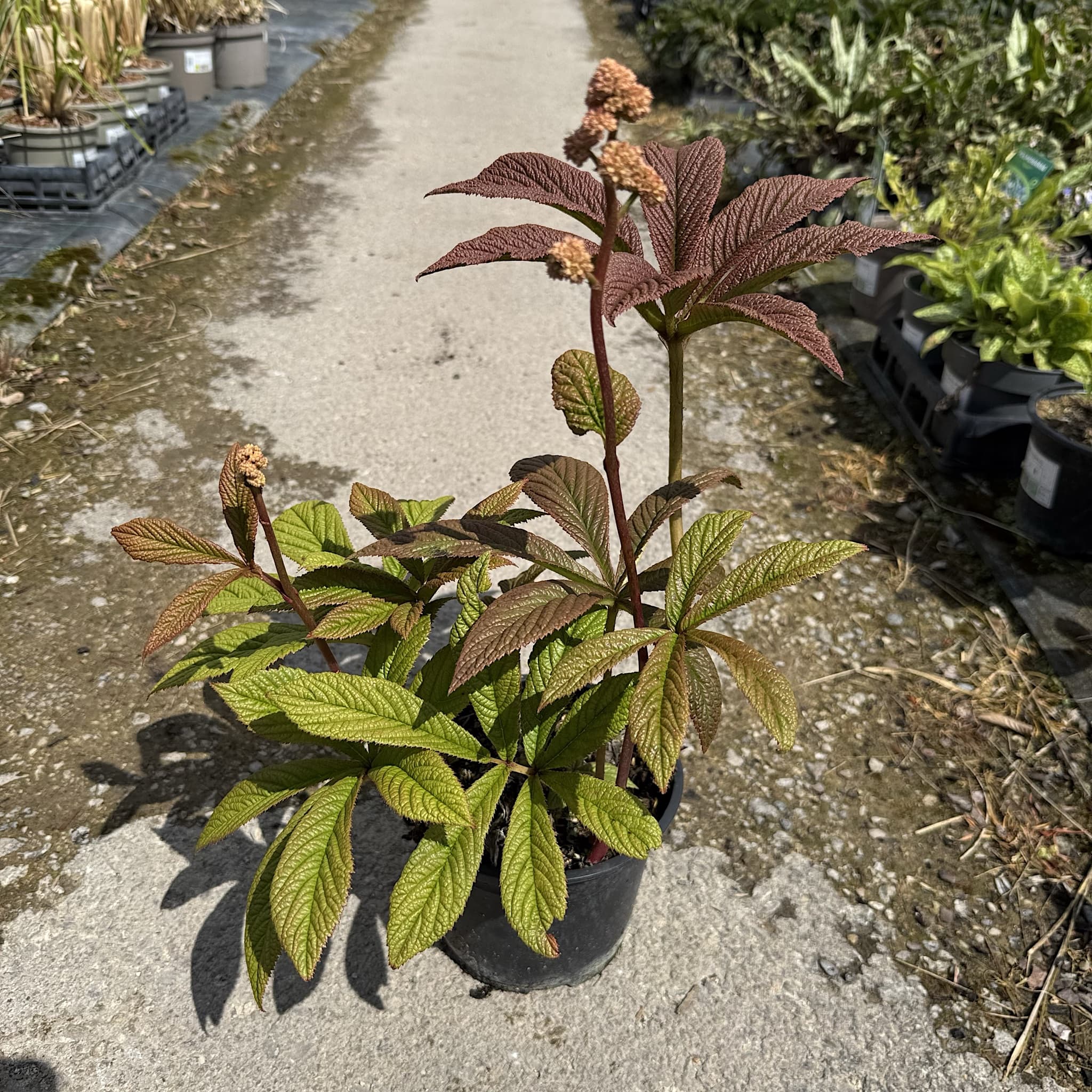 Rodgersia pinnata