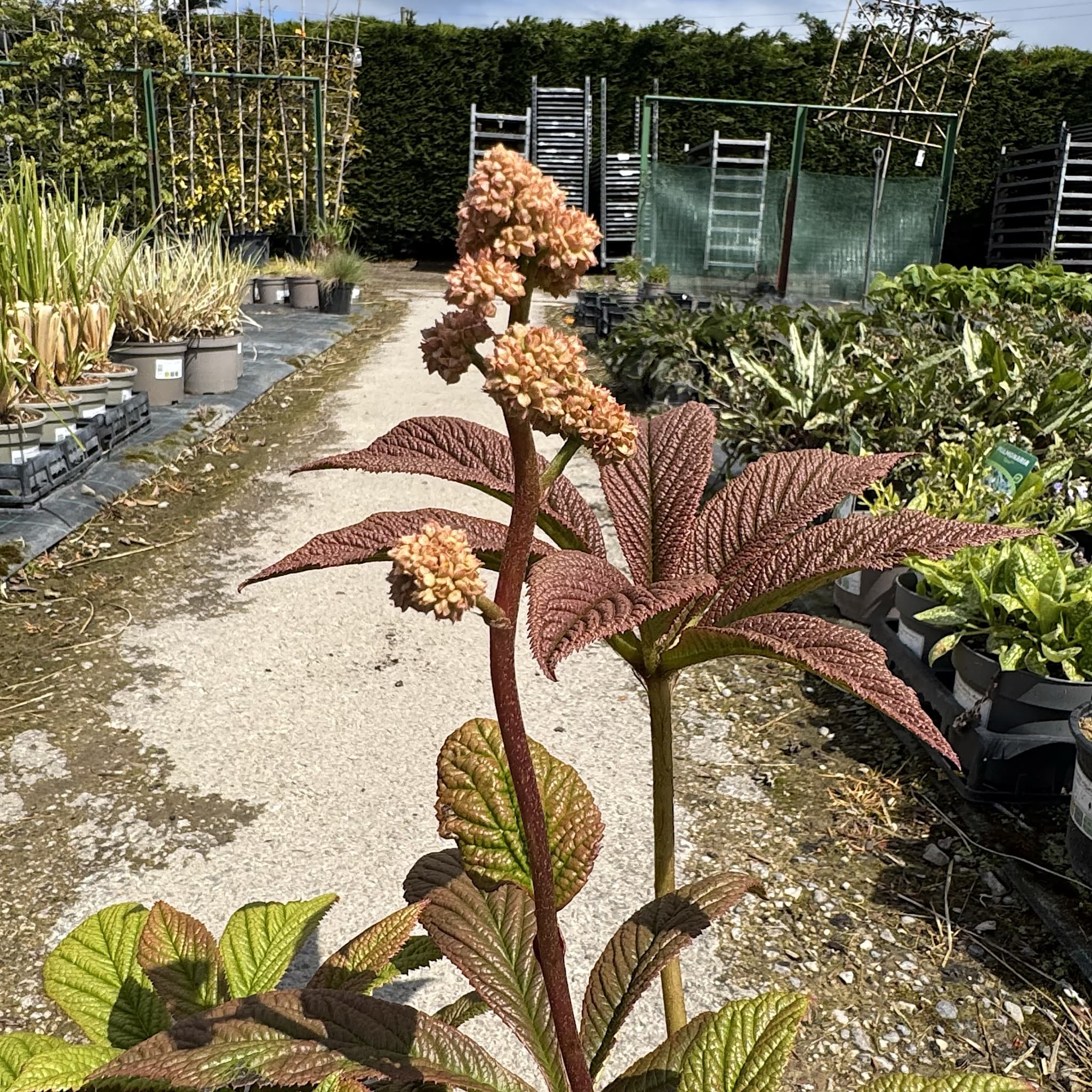 Rodgersia pinnata