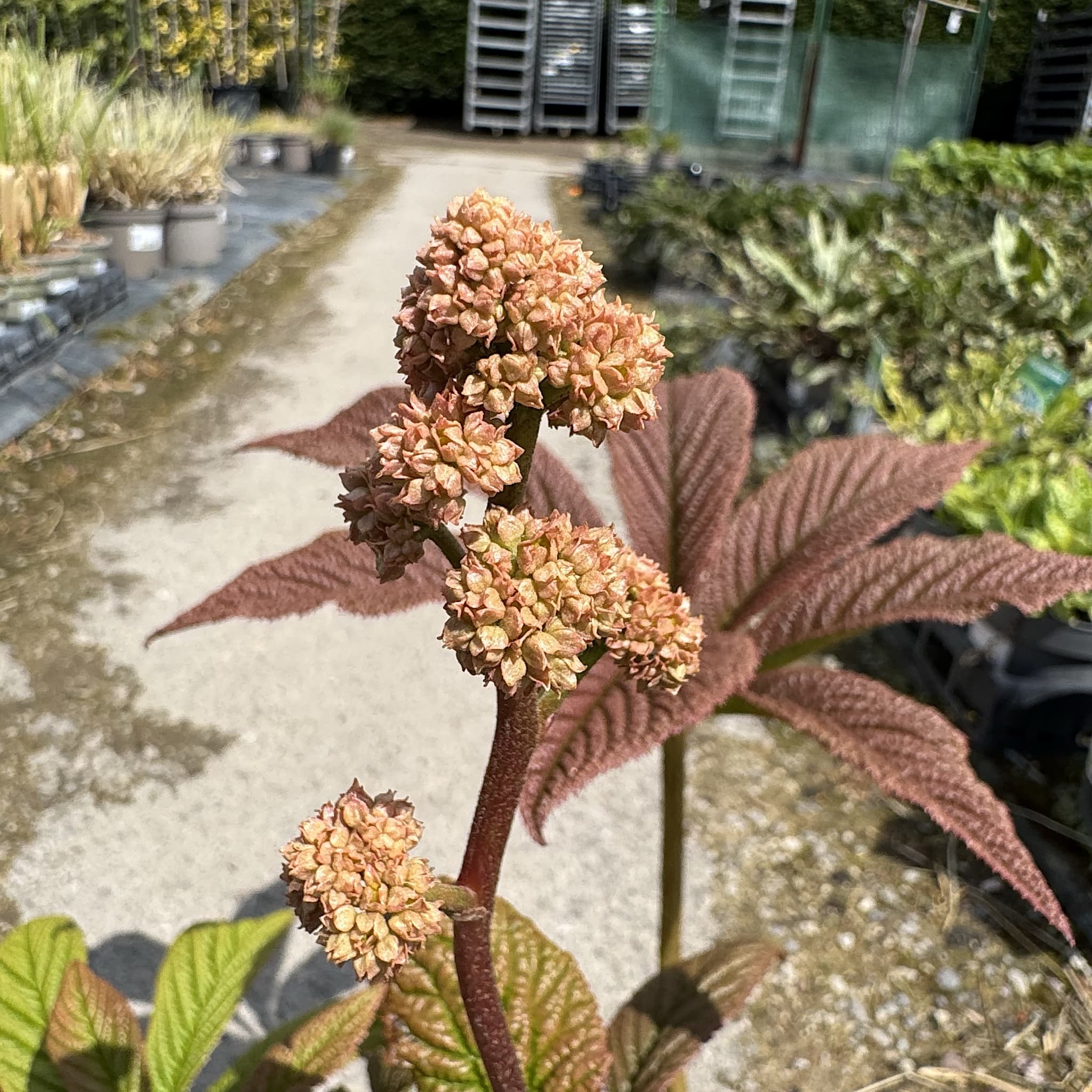 Rodgersia pinnata