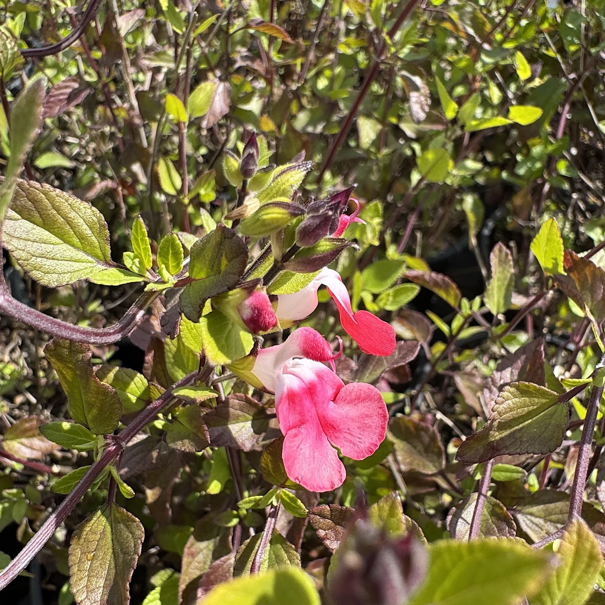 Salvia 'Hot Lips'