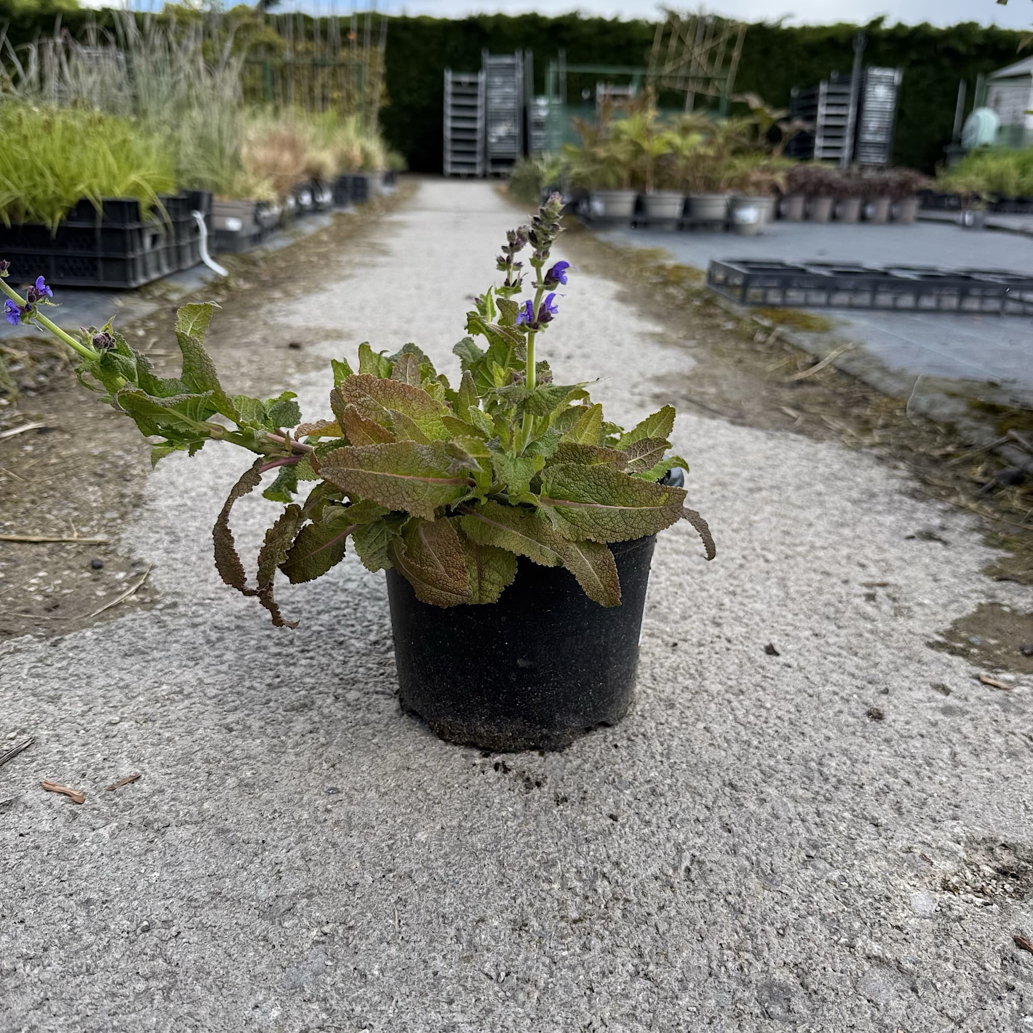 Salvia x sylvestris 'Mainacht’