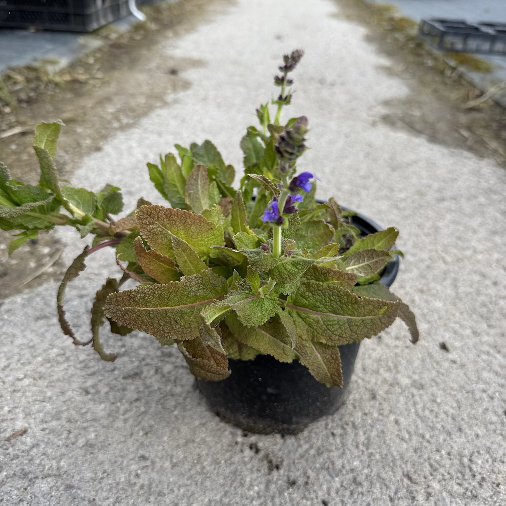 Salvia x sylvestris 'Mainacht’