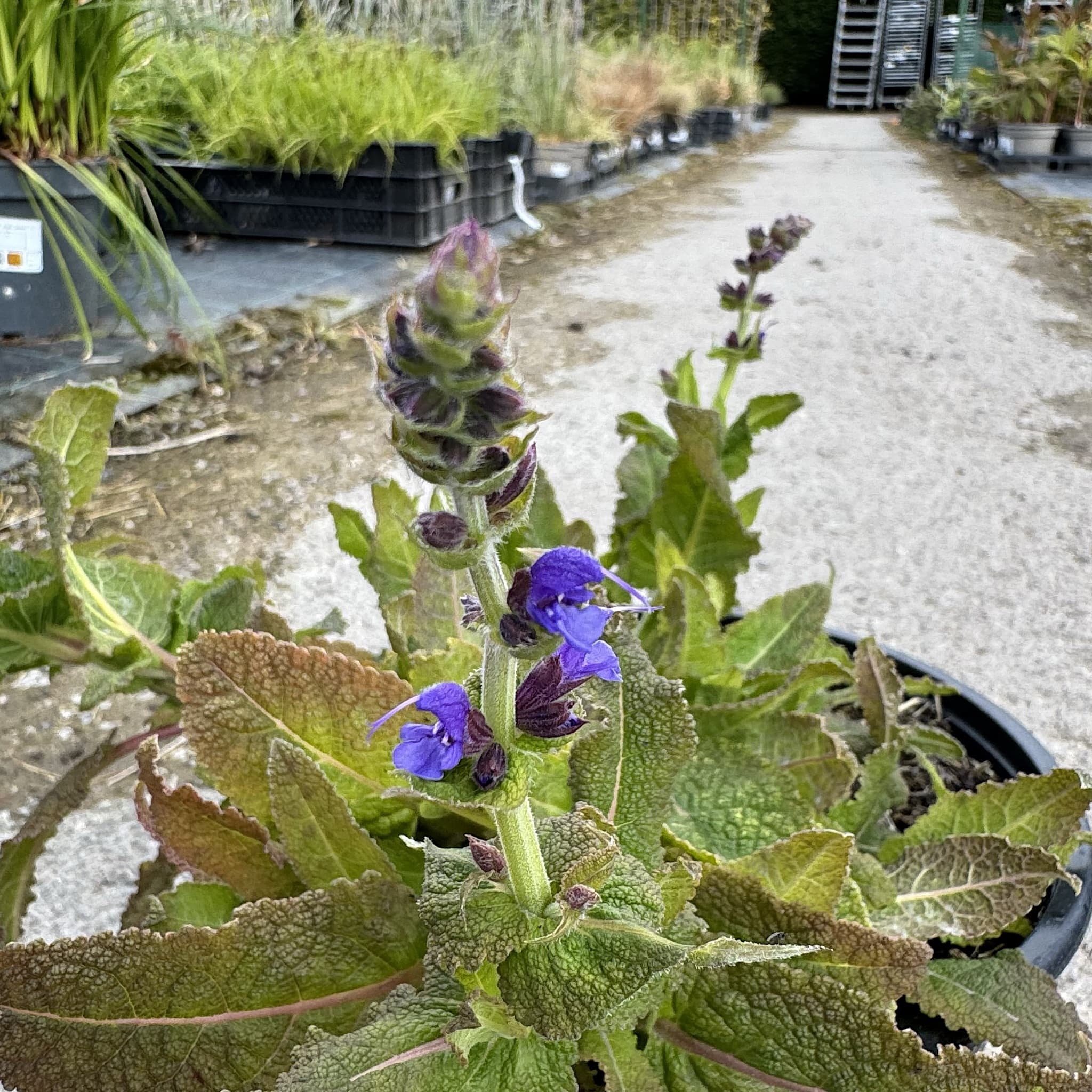 Salvia x sylvestris 'Mainacht’