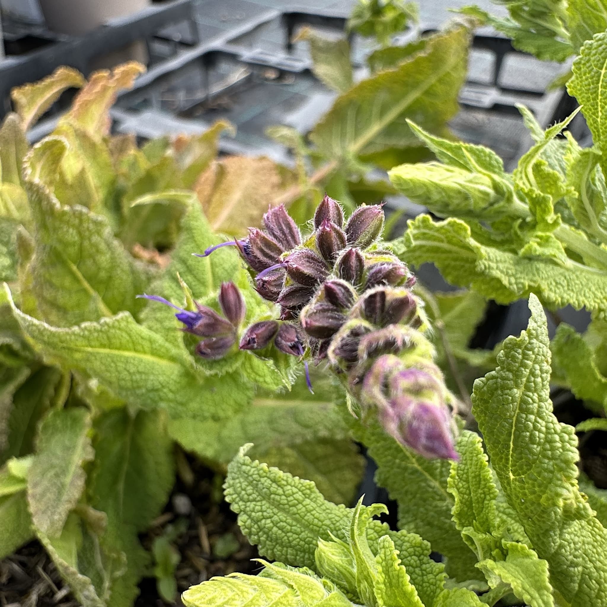 Salvia x sylvestris 'Mainacht’