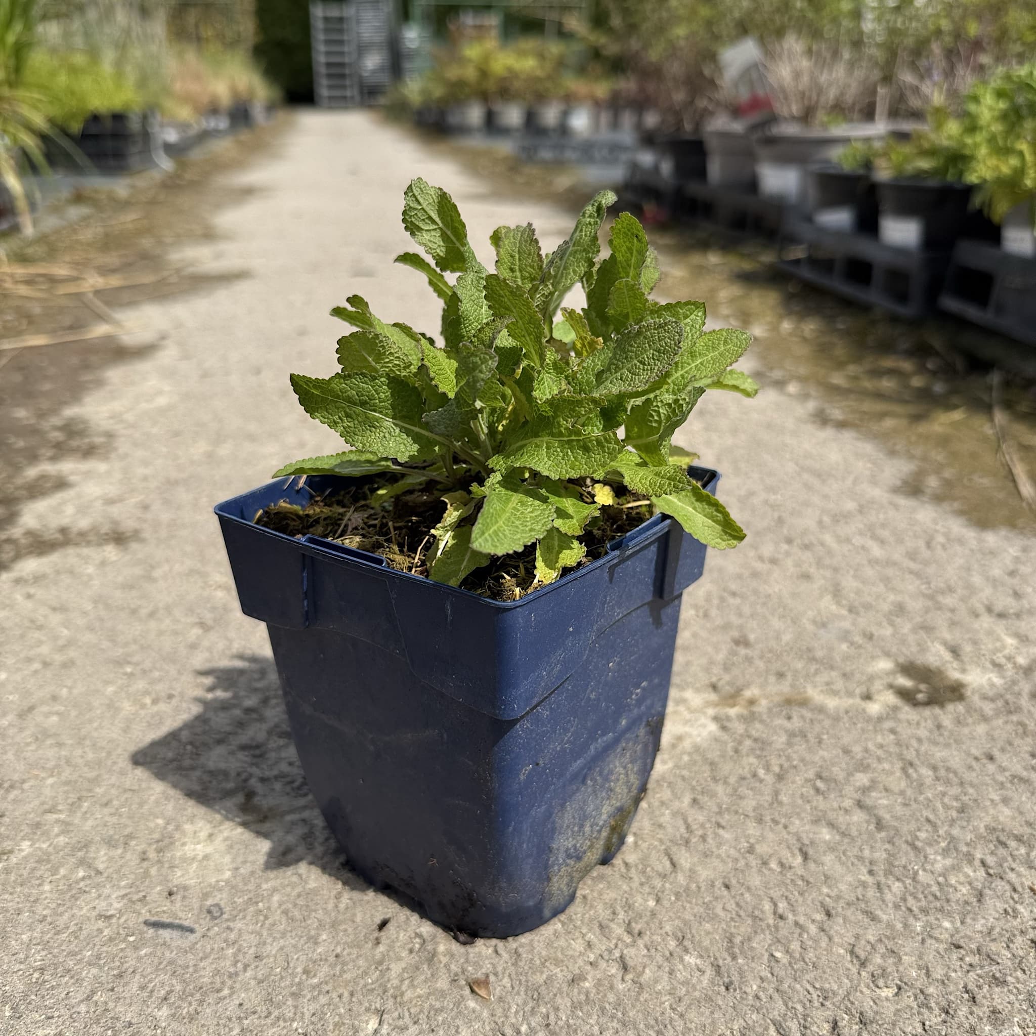 Salvia nem. 'Synchro Pink’