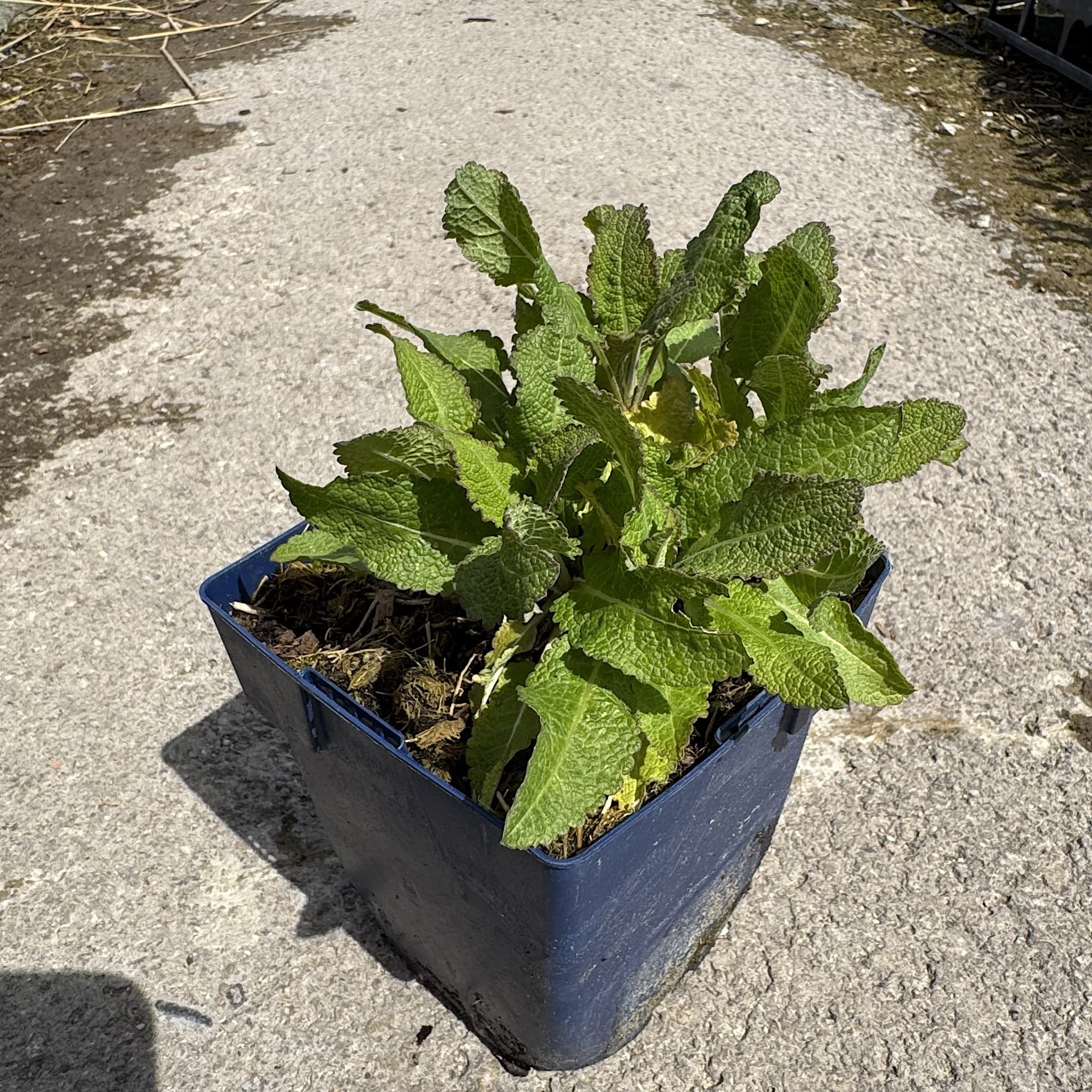 Salvia nem. 'Synchro Pink’