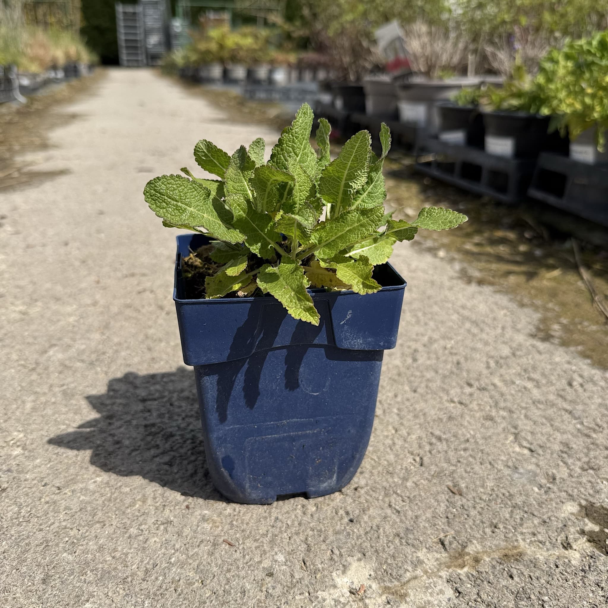 Salvia 'Rose Marvel'
