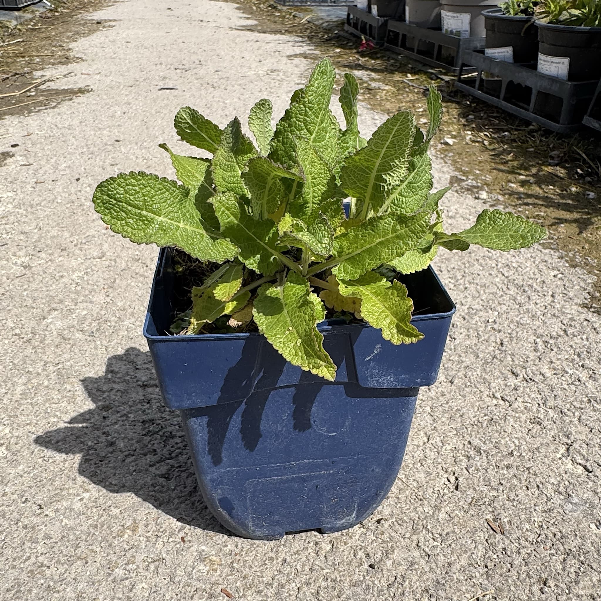 Salvia 'Rose Marvel'