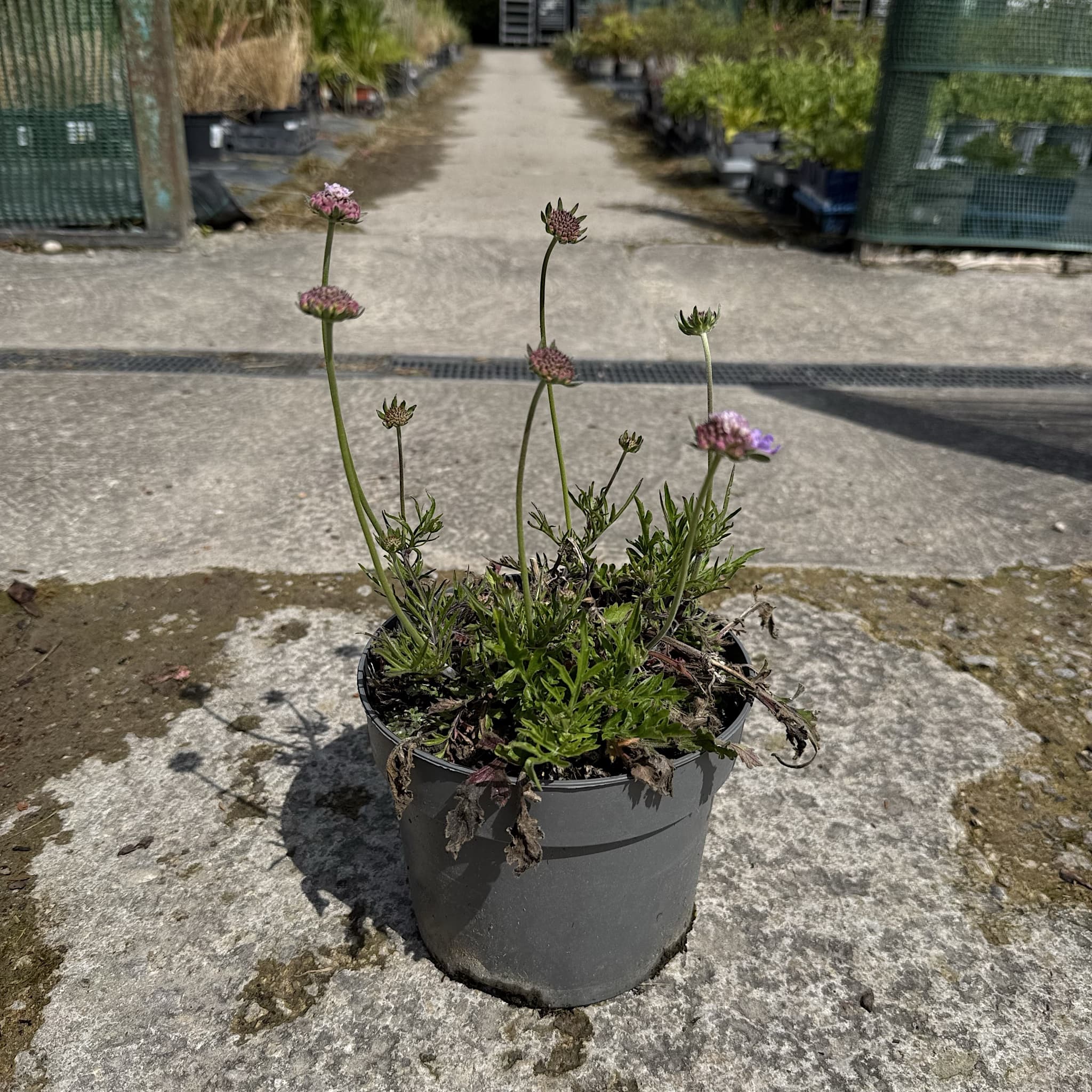 Scabiosa 'Butterfly Blue'