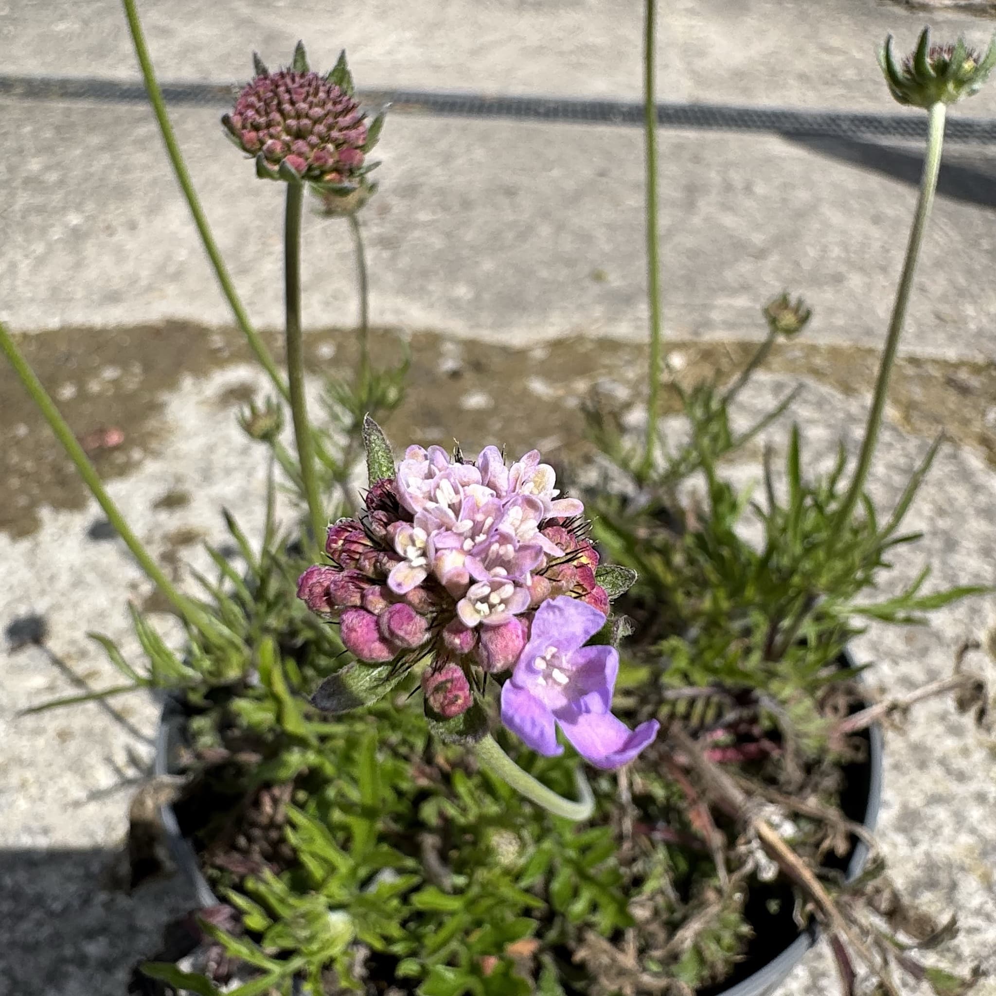 Scabiosa 'Butterfly Blue'