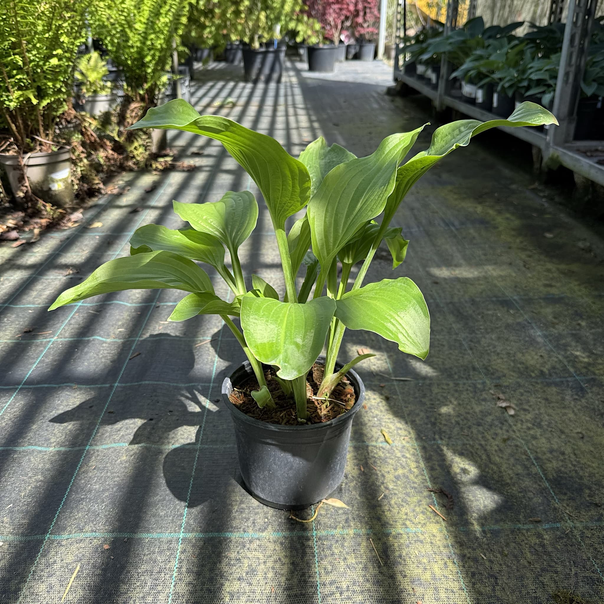 Hosta 'Royal Standard’
