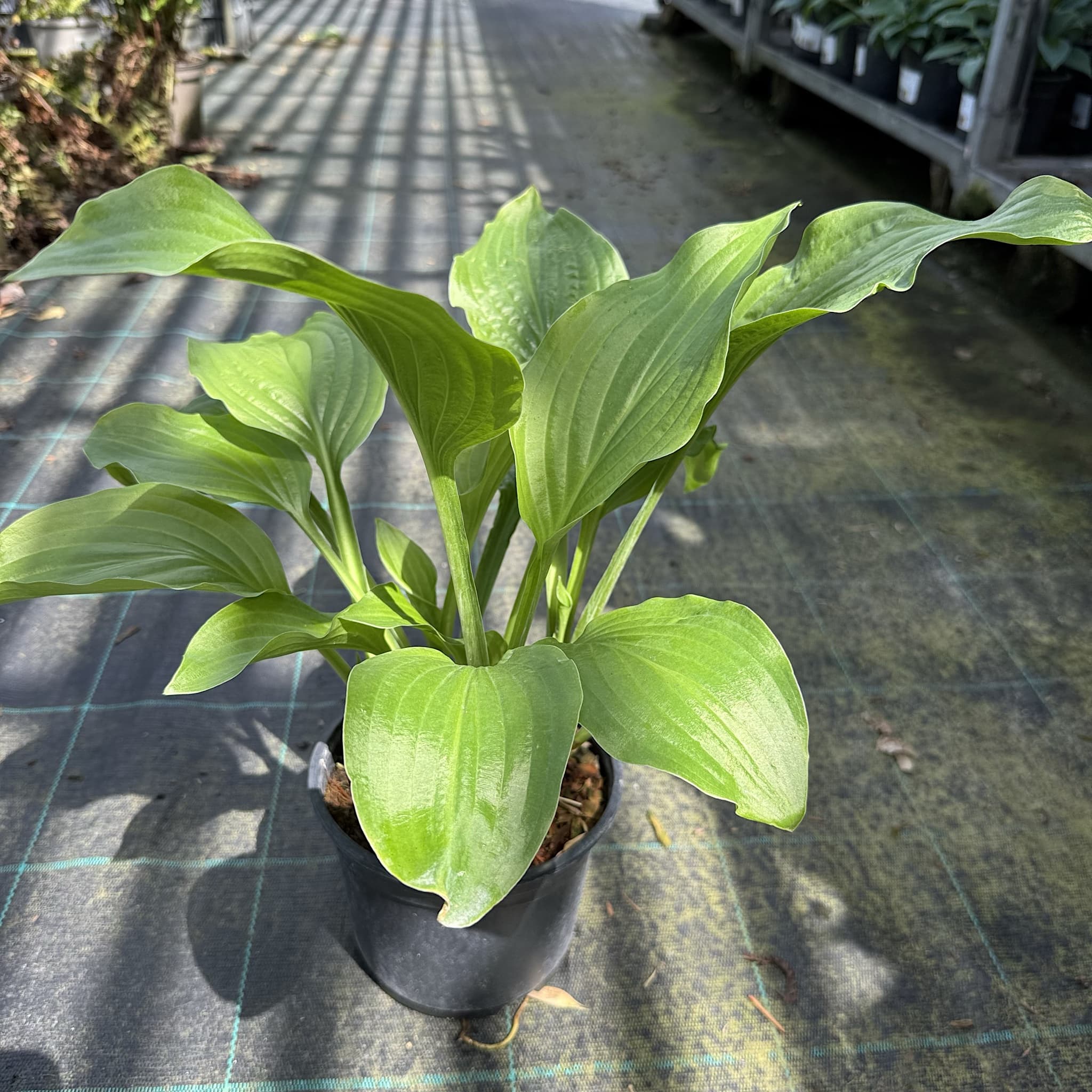 Hosta 'Royal Standard’
