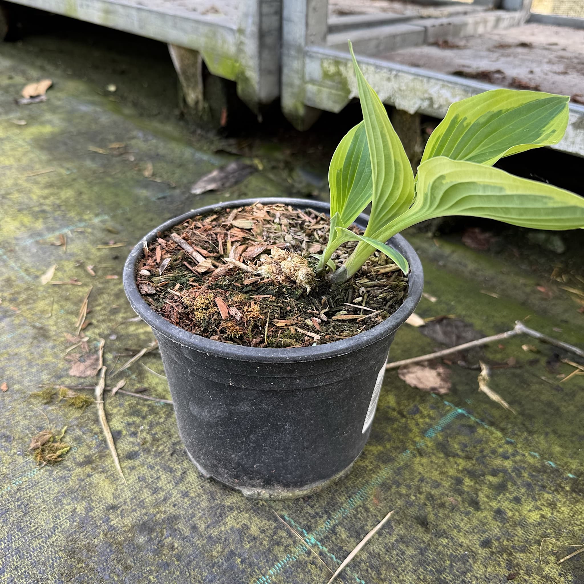 Hosta 'Wide Brim'