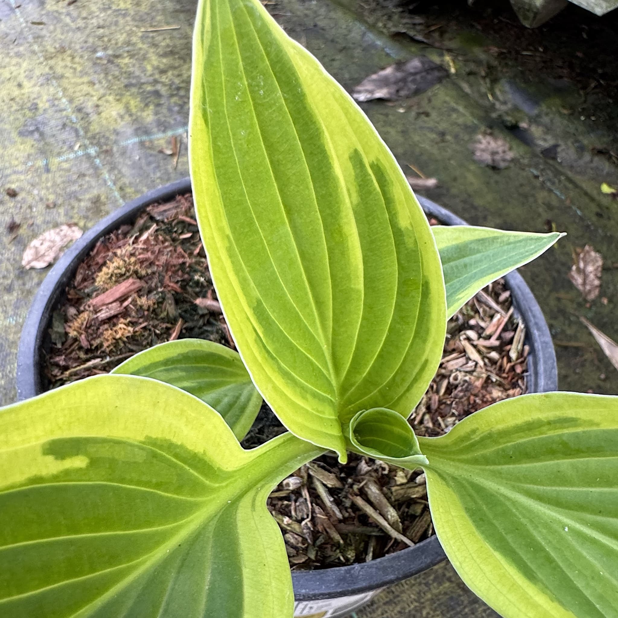 Hosta 'Wide Brim'