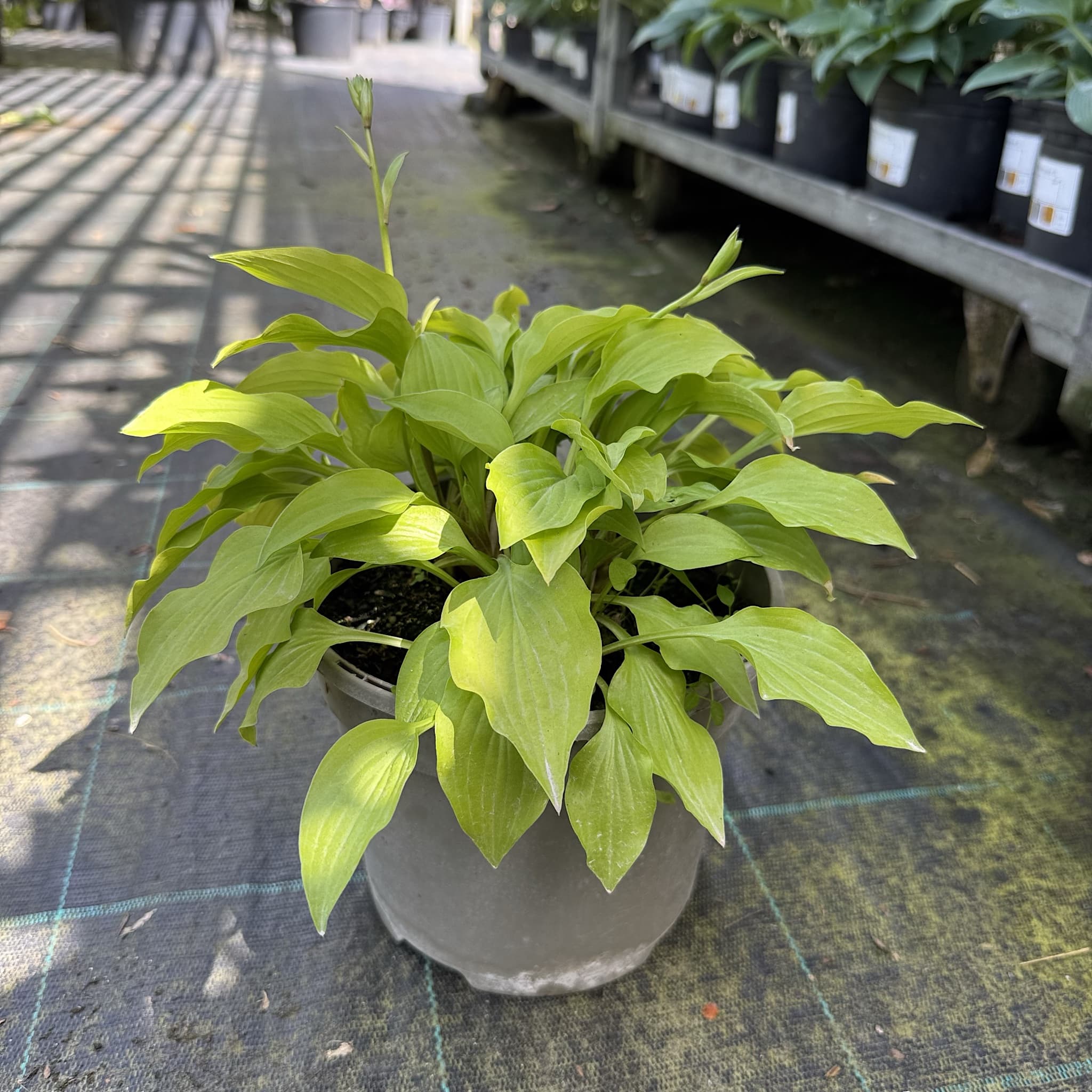 Hosta 'Hydon Sunset’