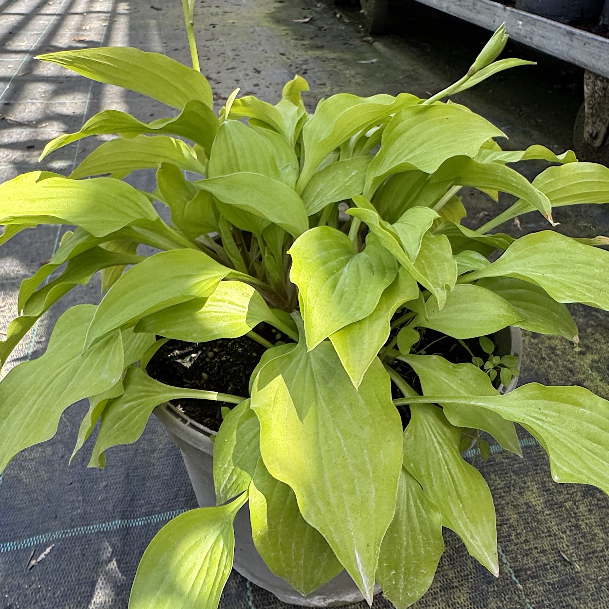 Hosta 'Hydon Sunset’