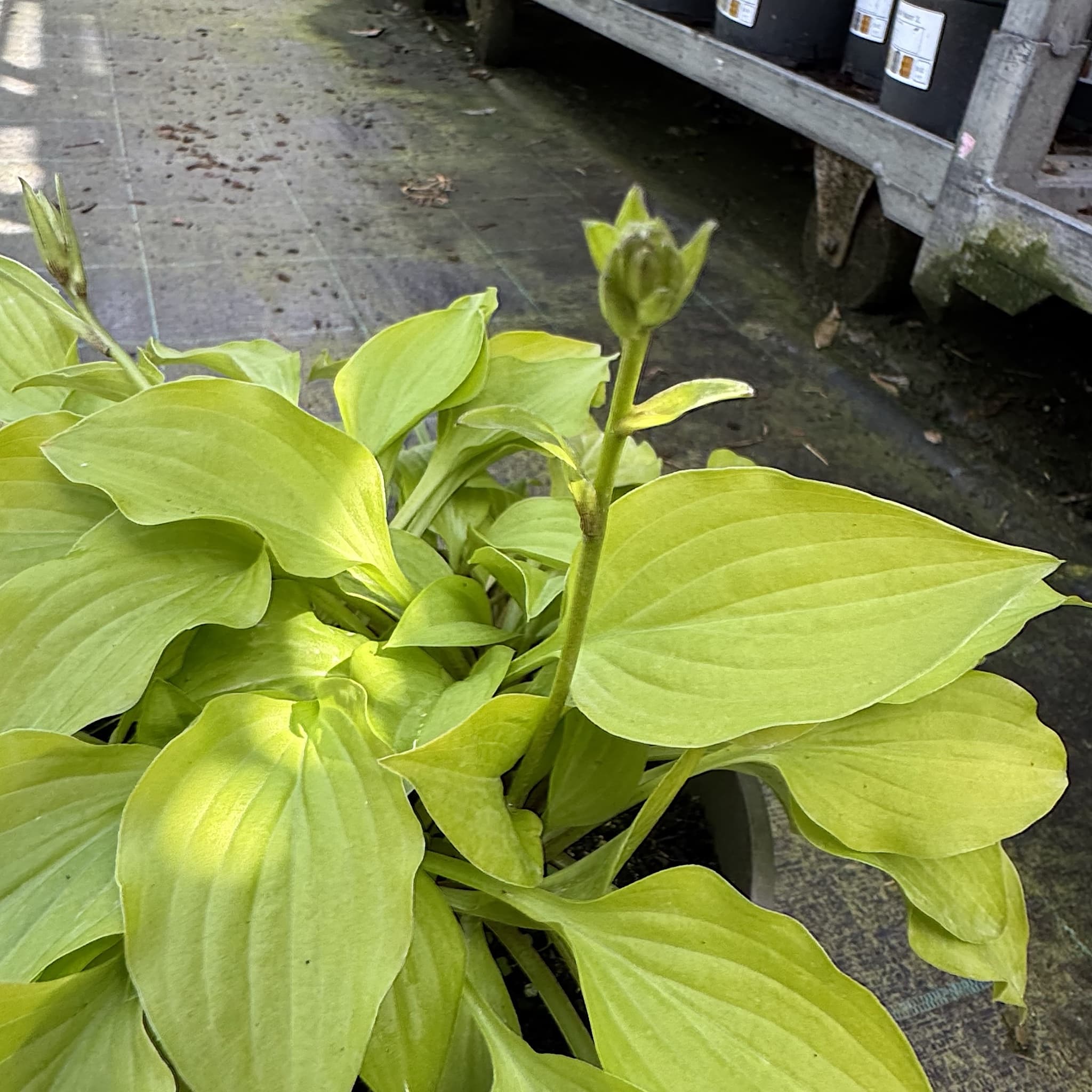 Hosta 'Hydon Sunset’