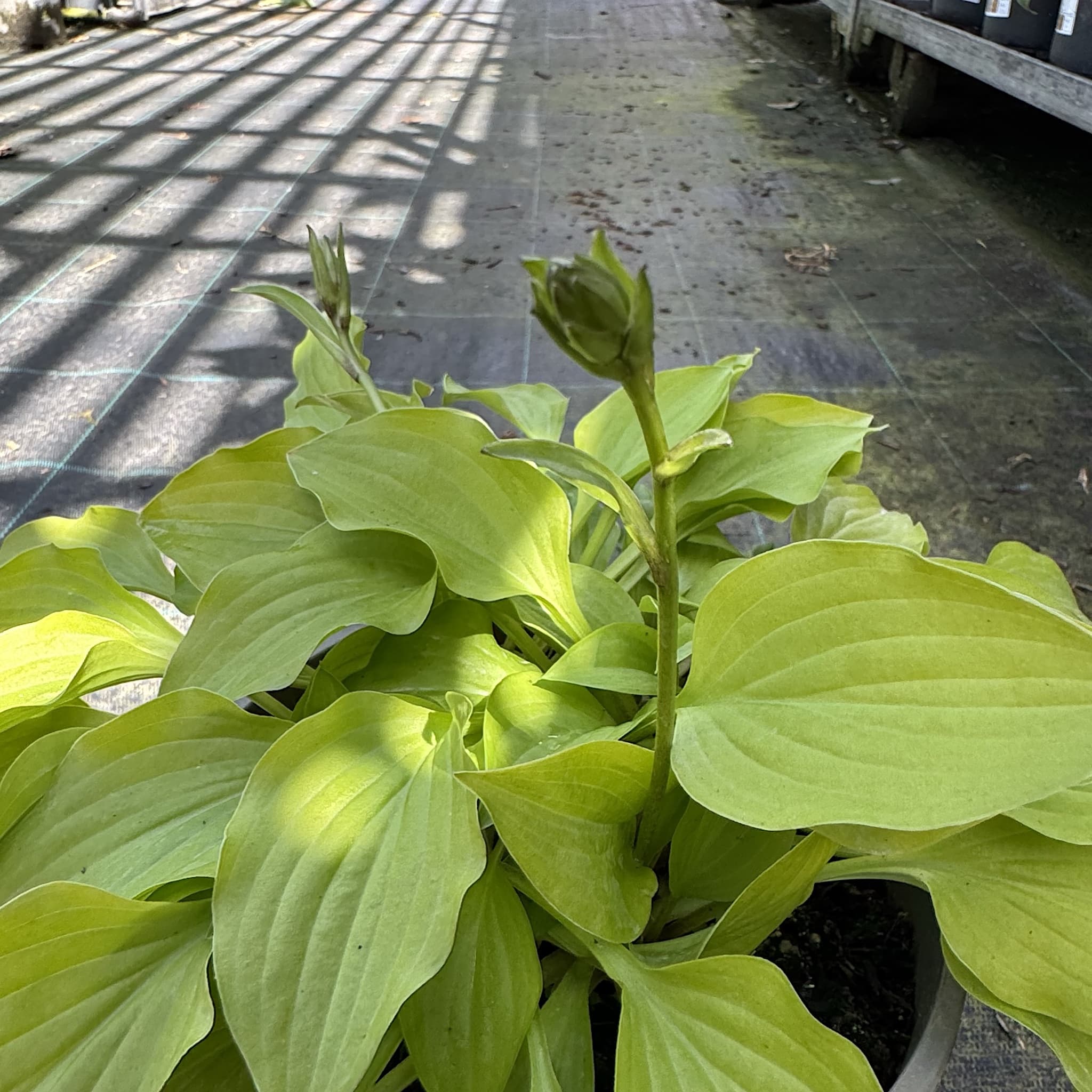 Hosta 'Hydon Sunset’
