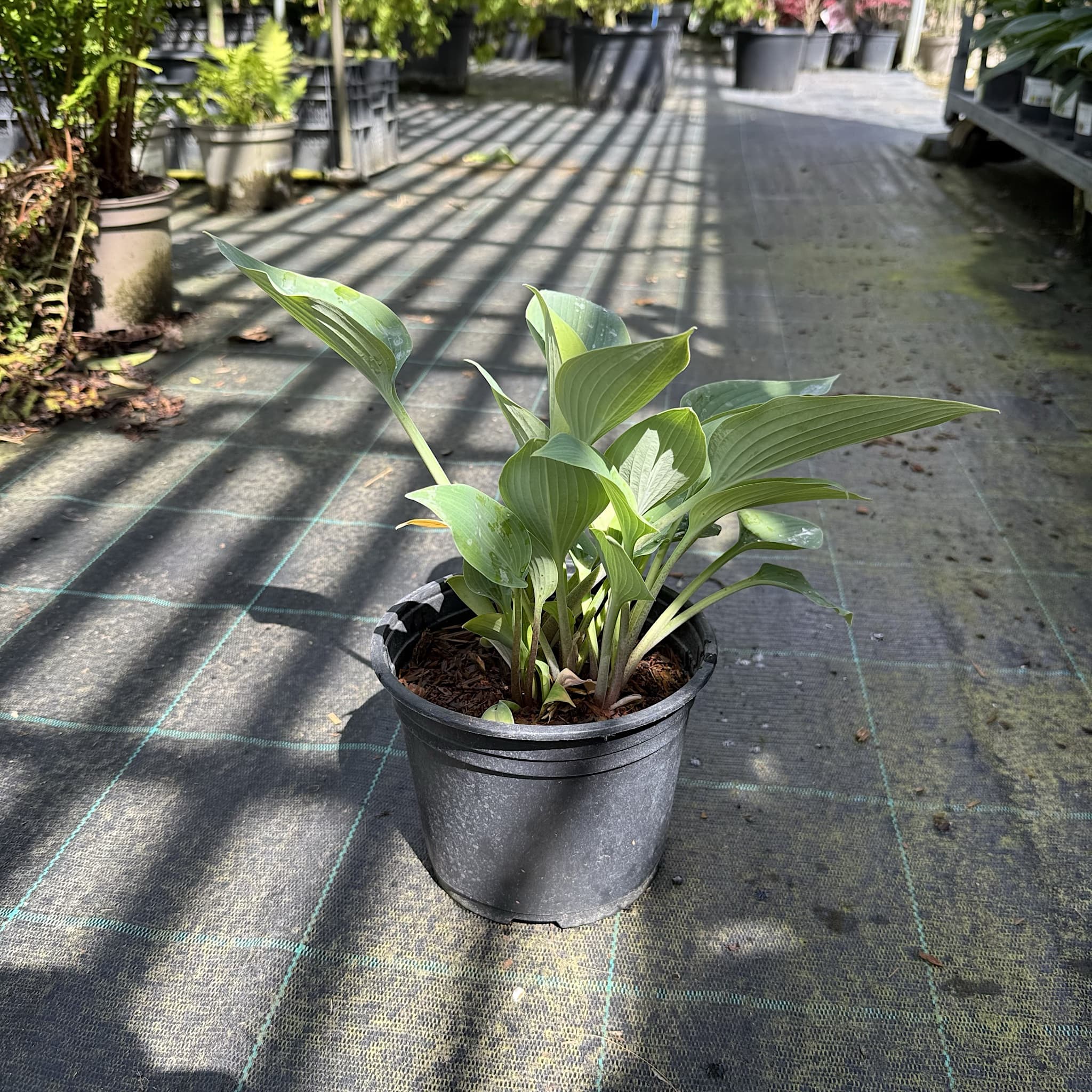 Hosta 'Halcyon'