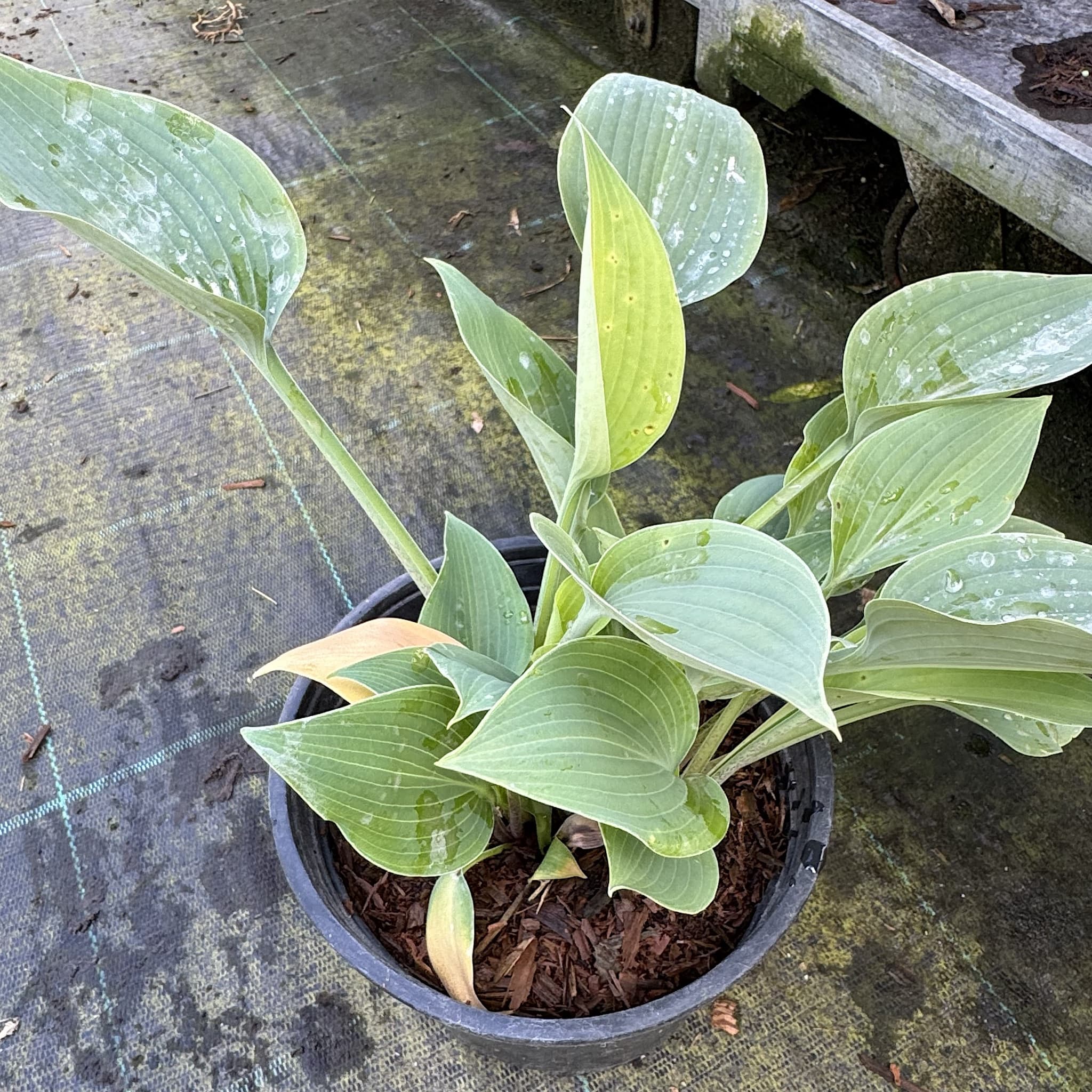 Hosta 'Halcyon'