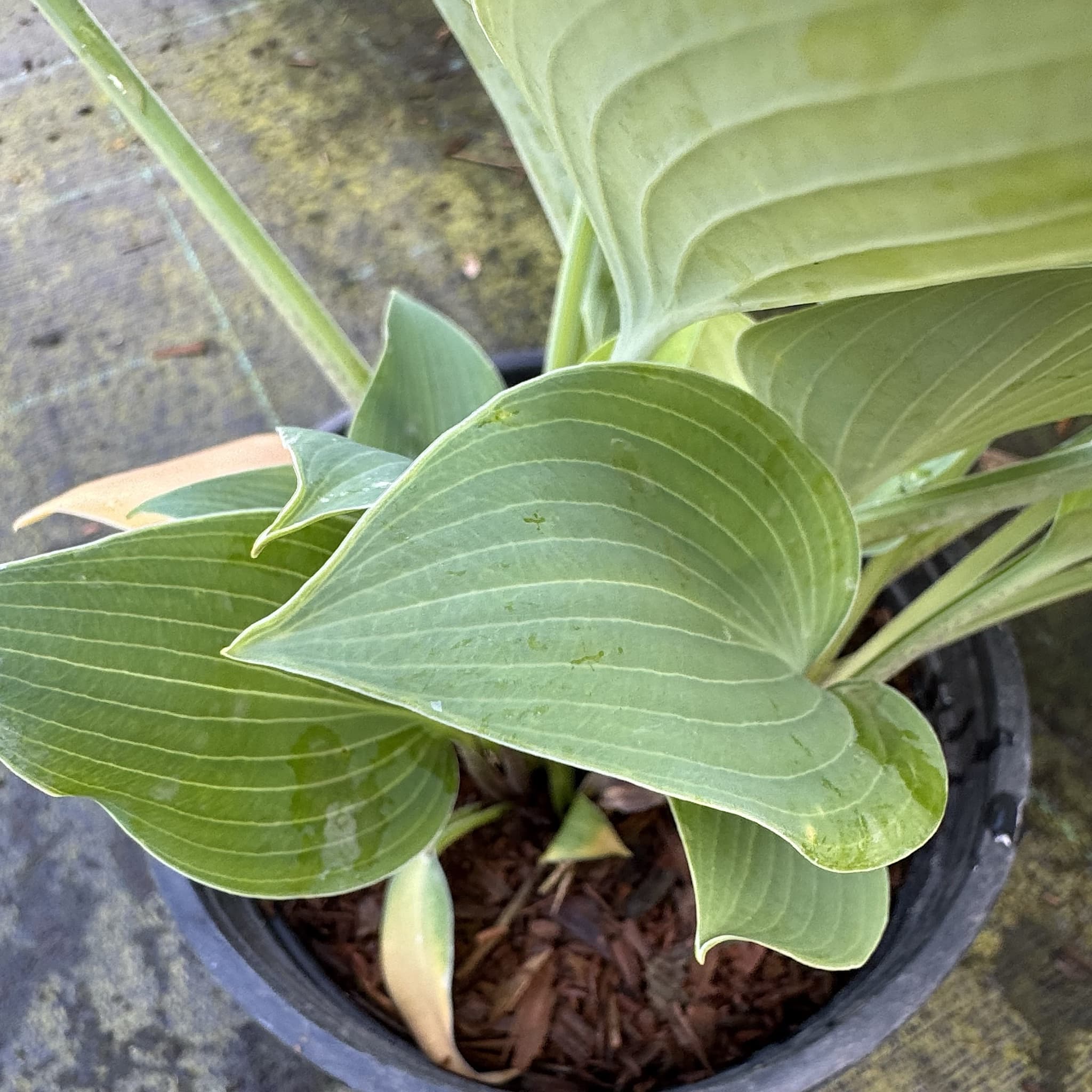 Hosta 'Halcyon'