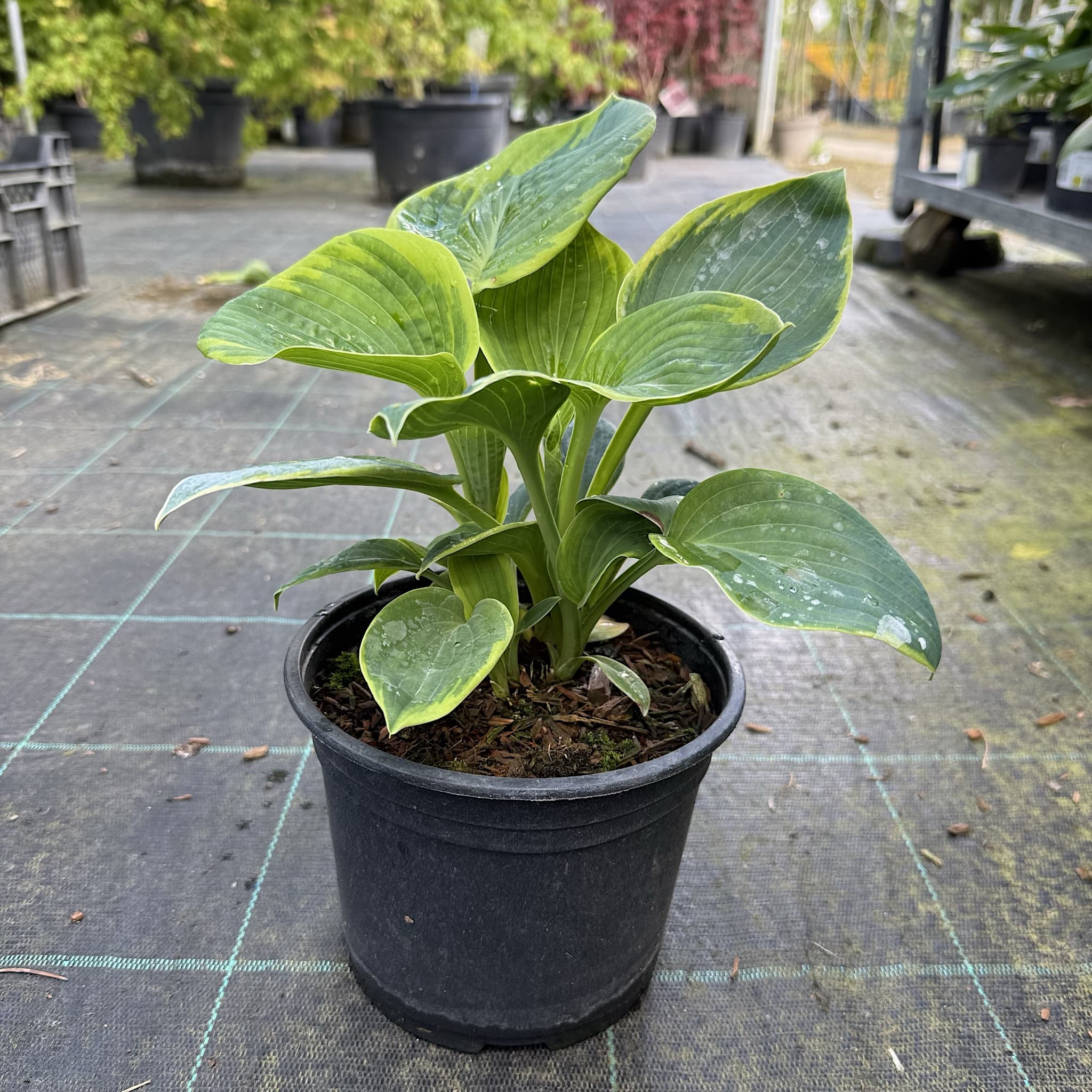 Hosta sieb. 'Frances Williams'