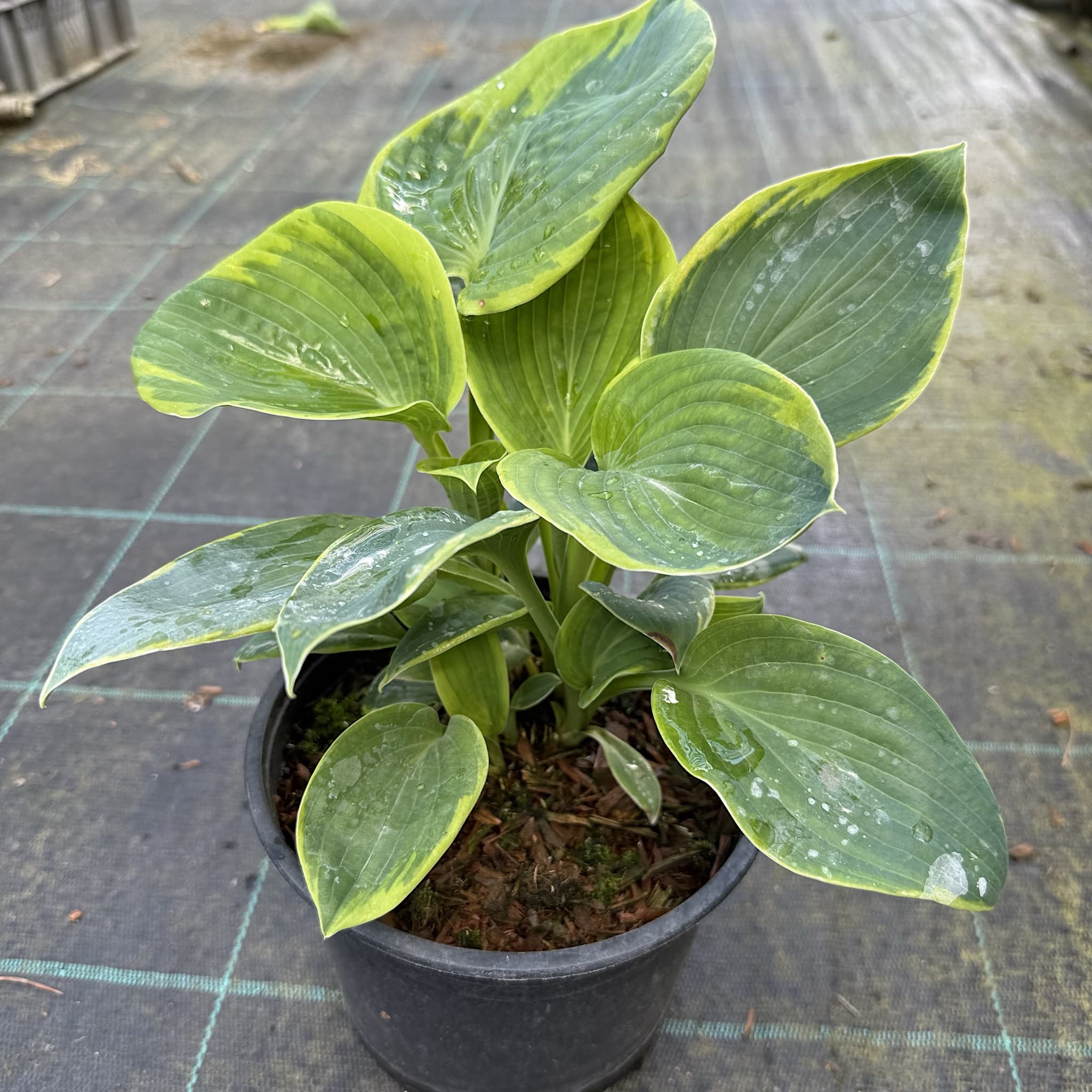Hosta sieb. 'Frances Williams'