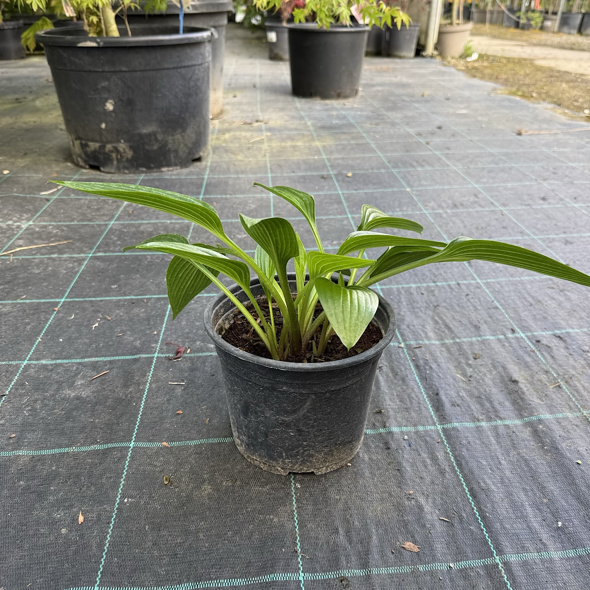Hosta 'Devon Green'