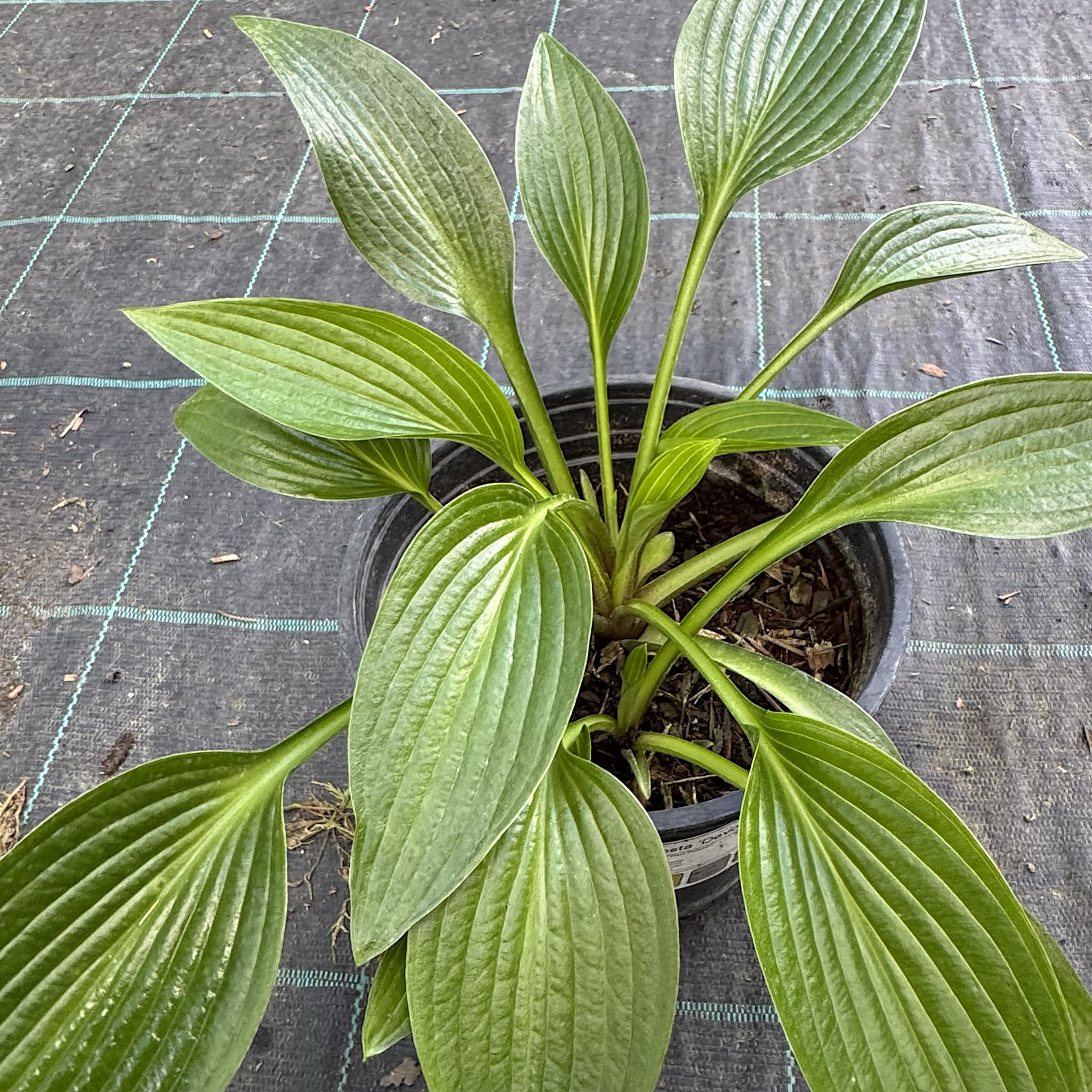 Hosta 'Devon Green'