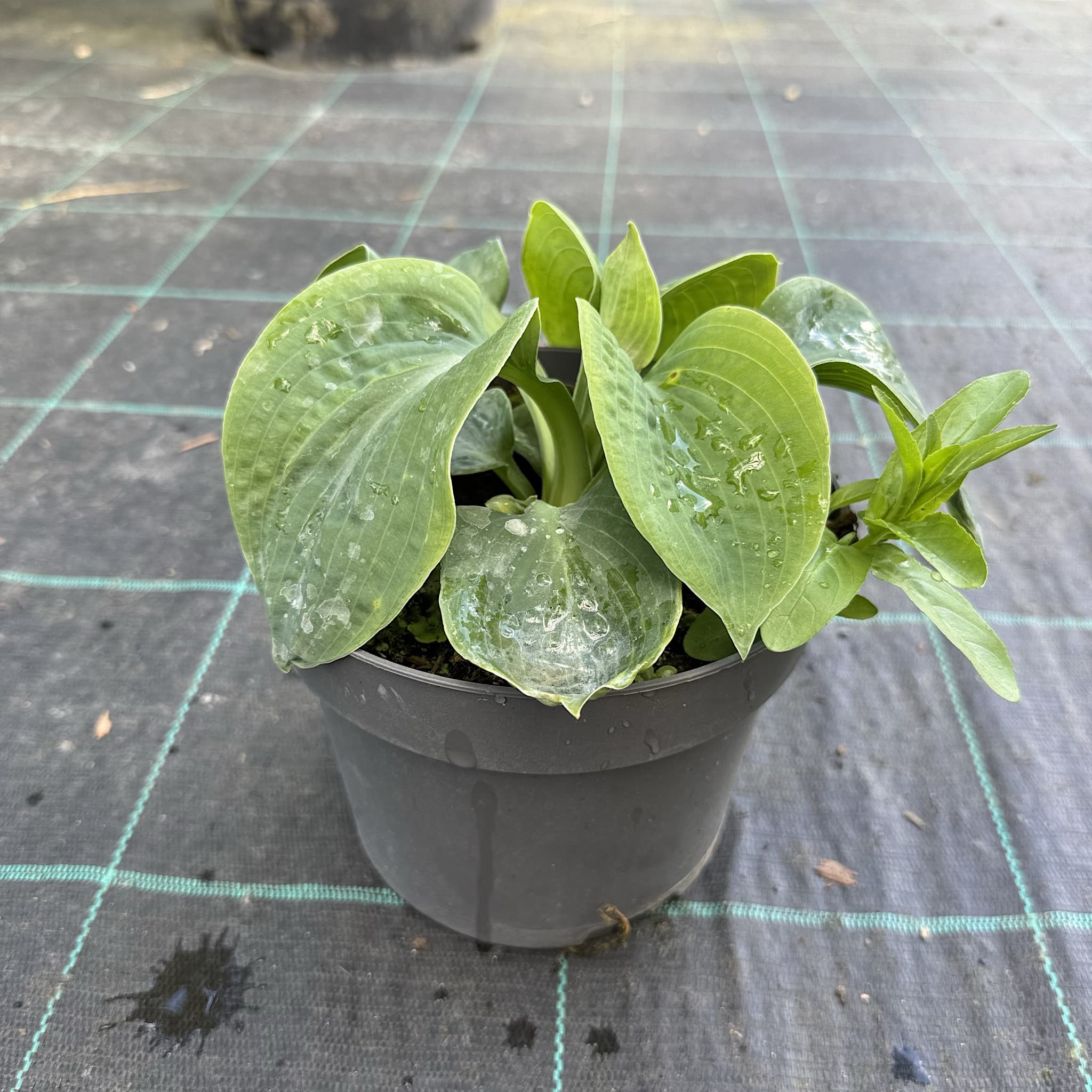 Hosta 'Big Daddy'