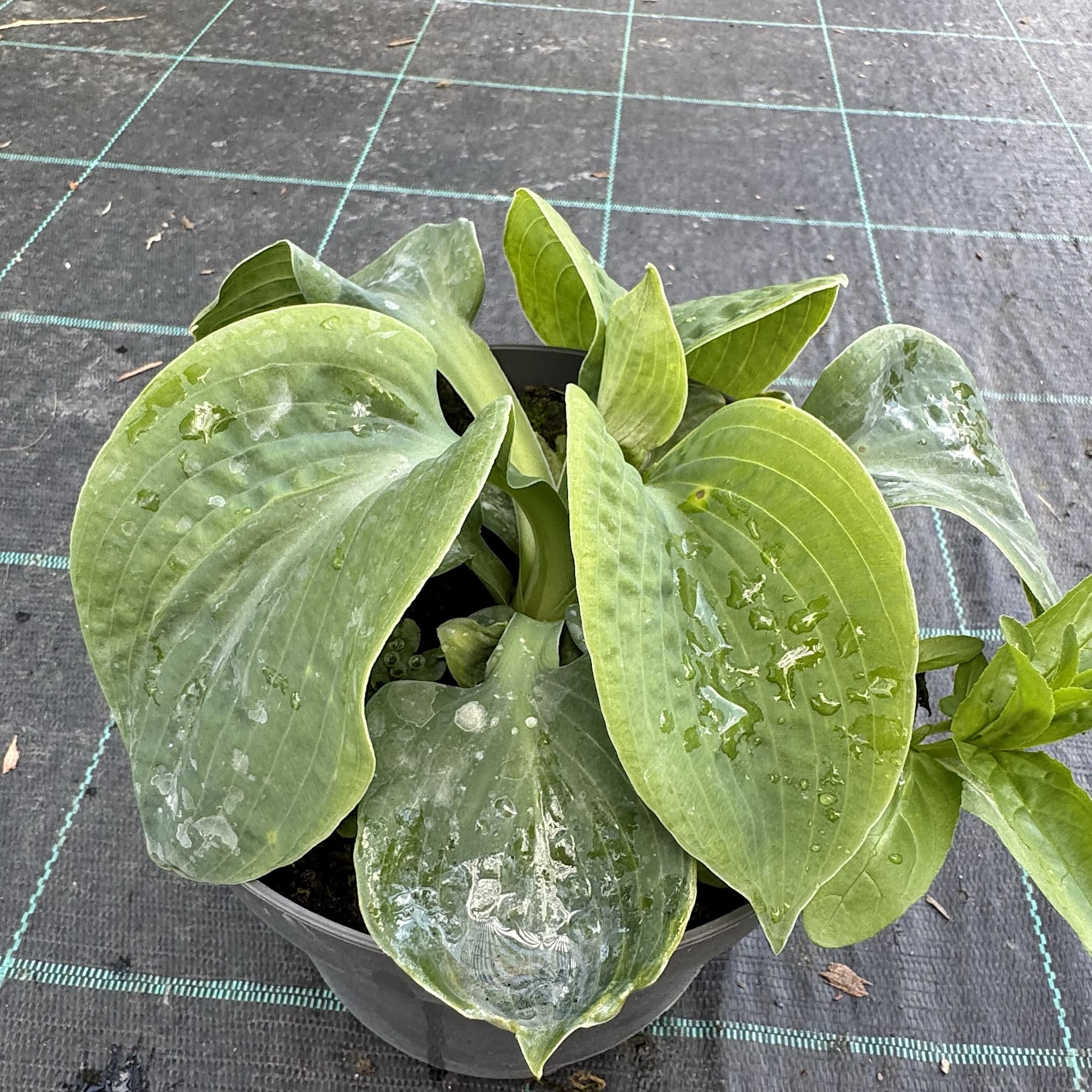 Hosta 'Big Daddy'