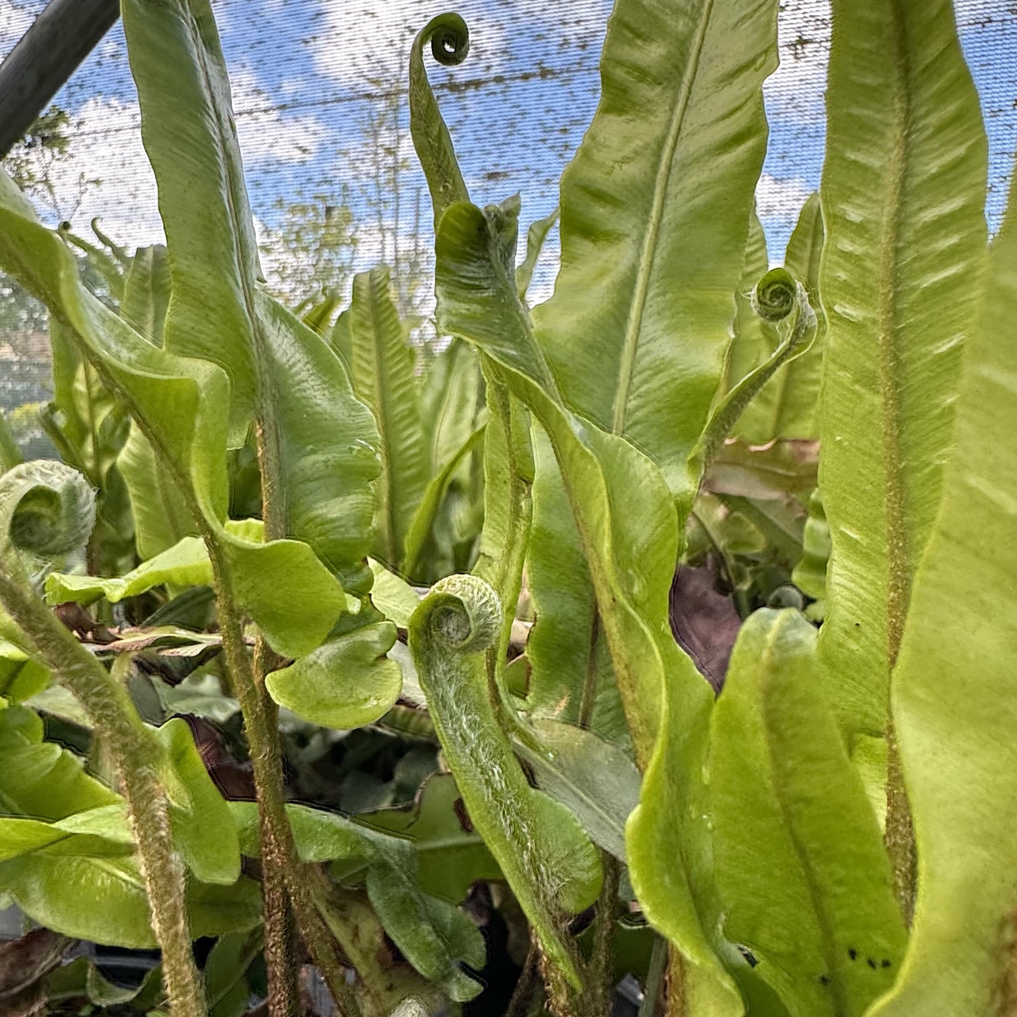 Asplenium scolopendrium