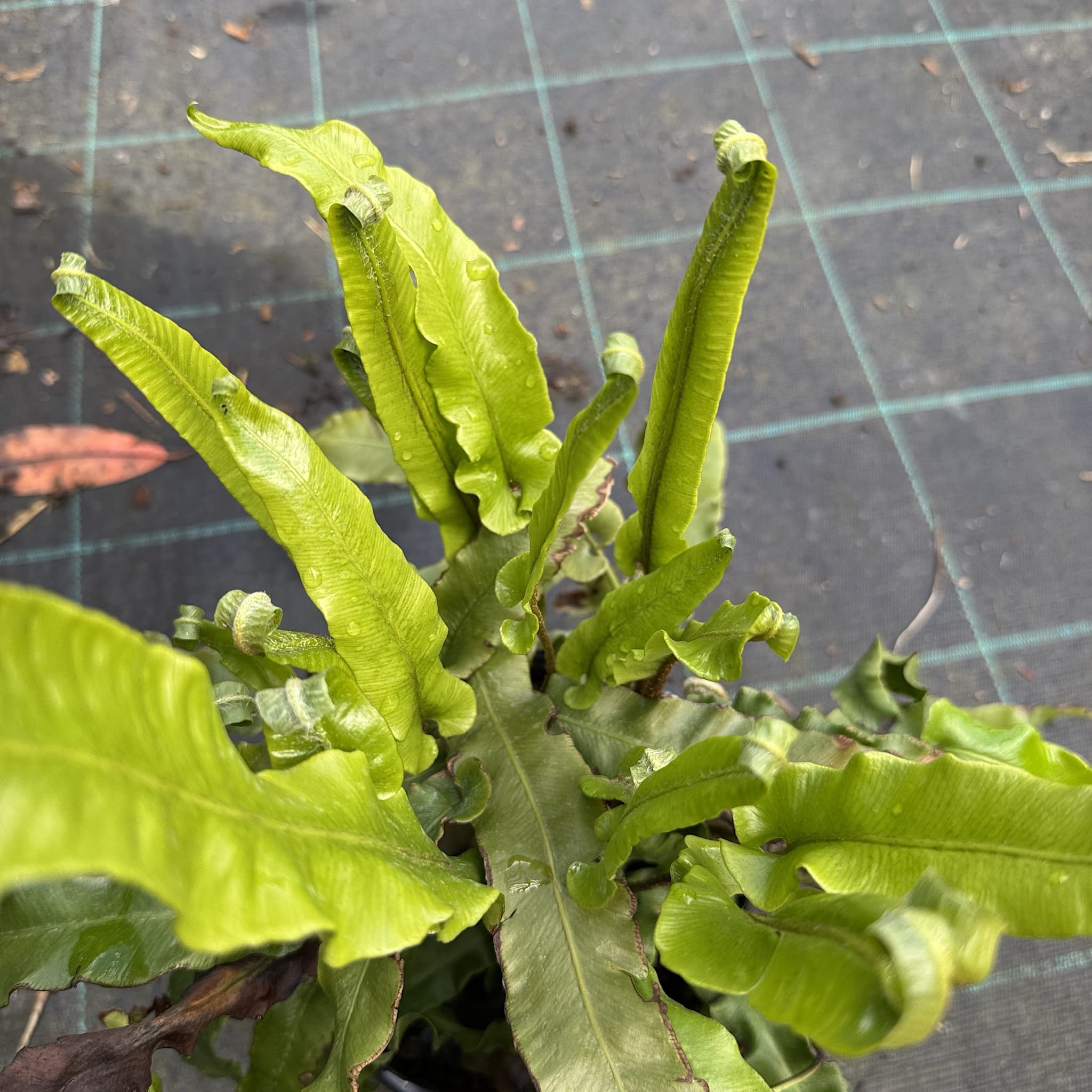 Asplenium scolopendrium