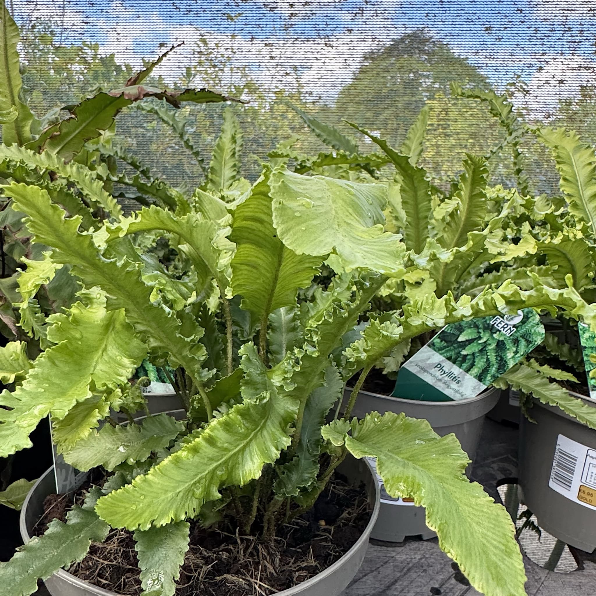Asplenium scolopendrium 'Angustatum'