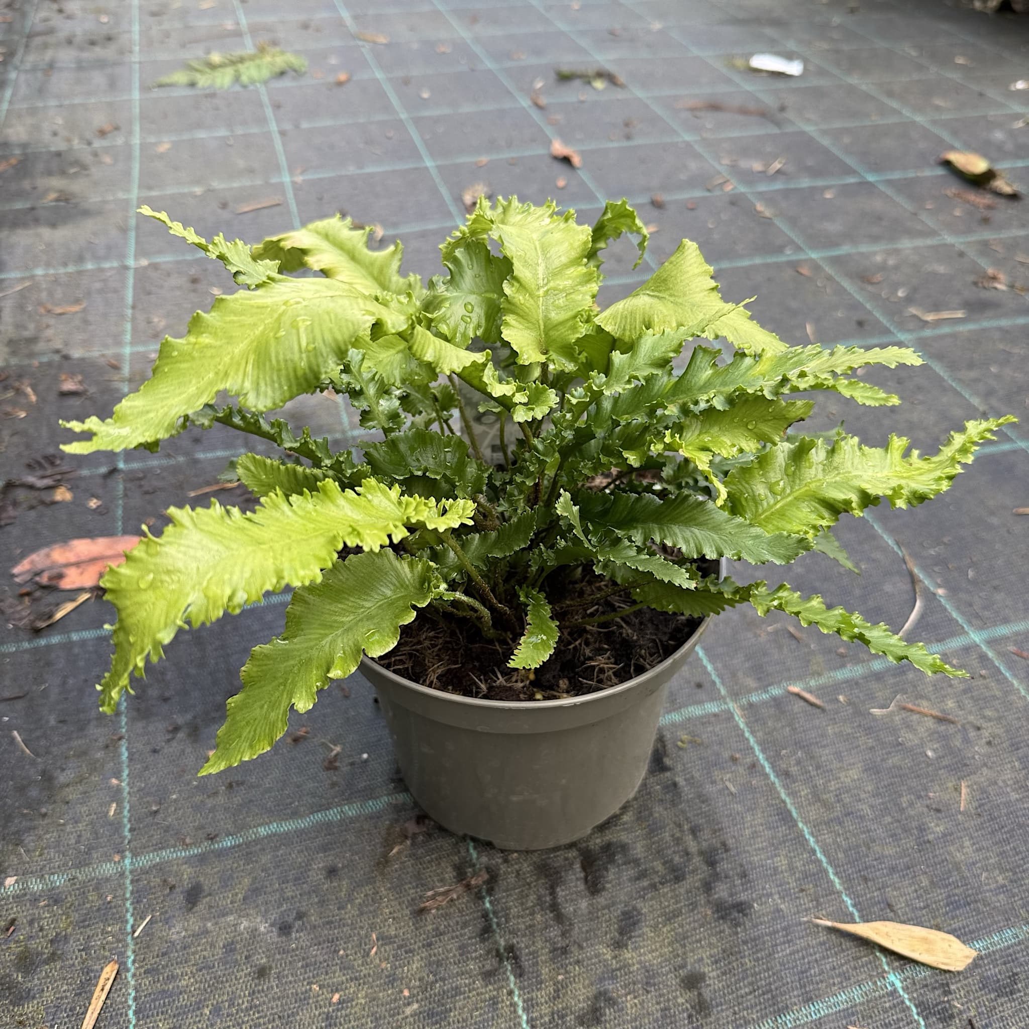 Asplenium scolopendrium 'Angustatum'