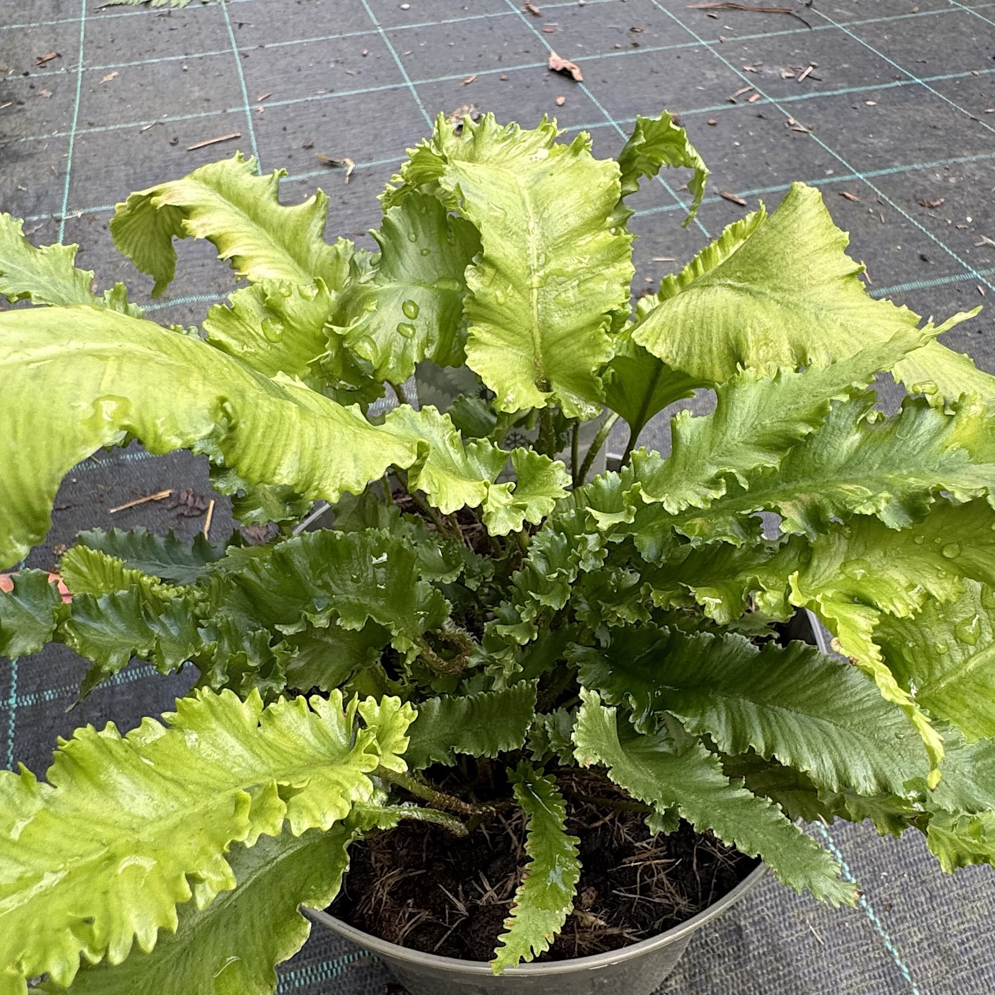 Asplenium scolopendrium 'Angustatum'