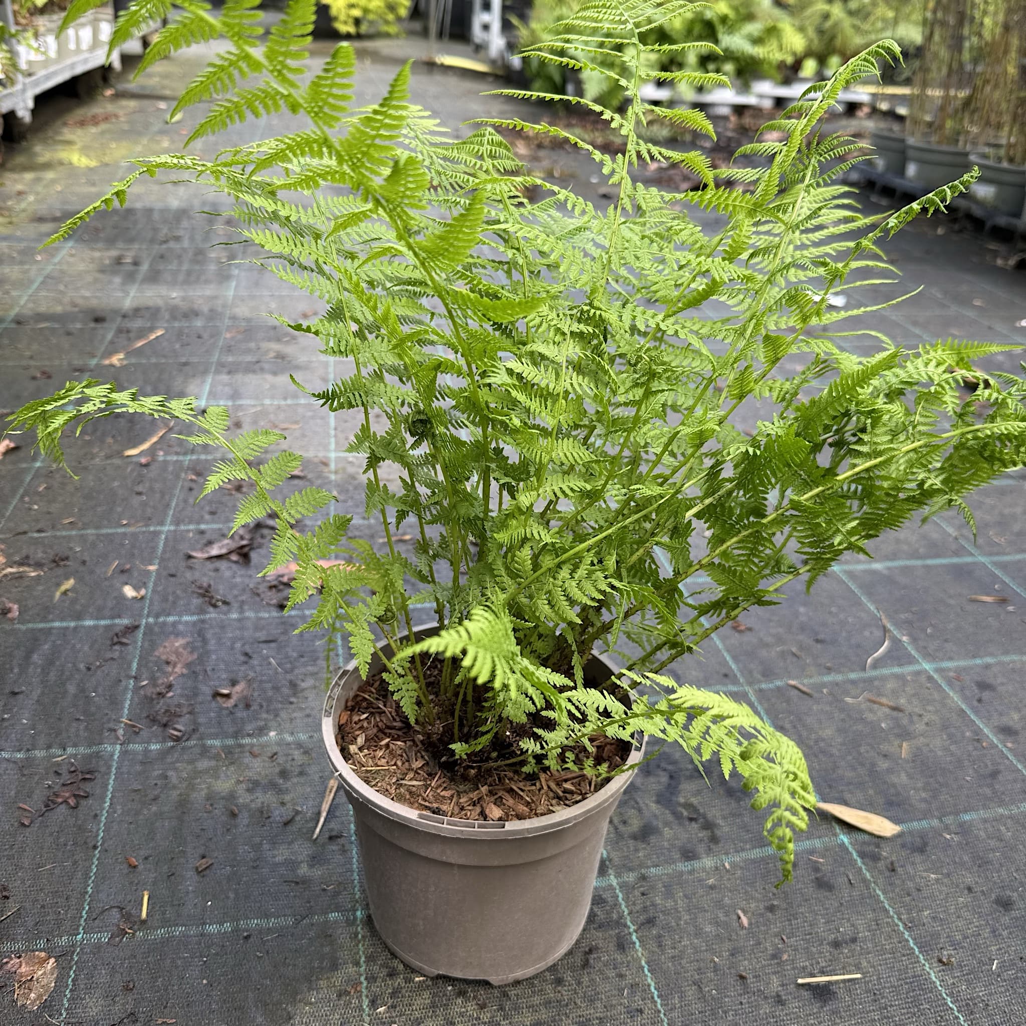 Athyrium filix-femina