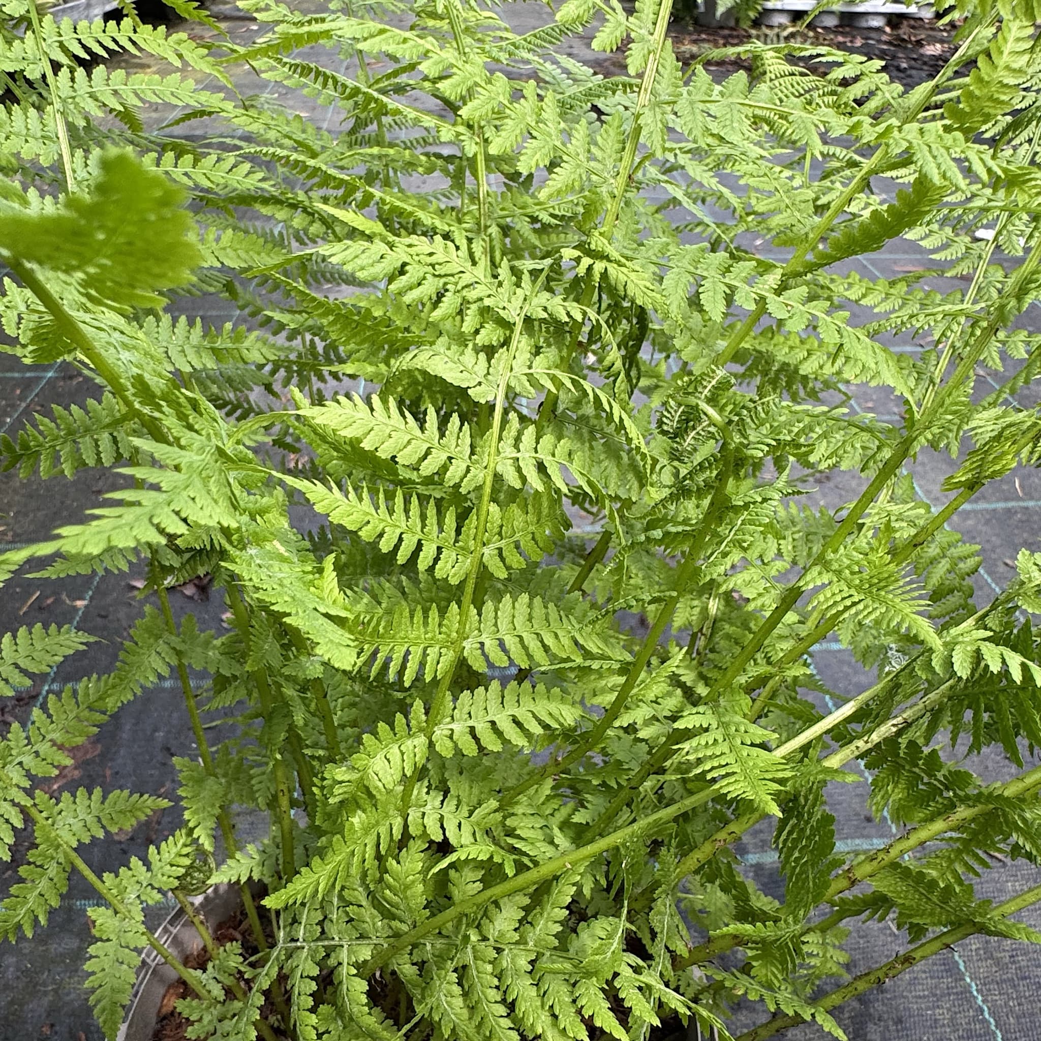 Athyrium filix-femina